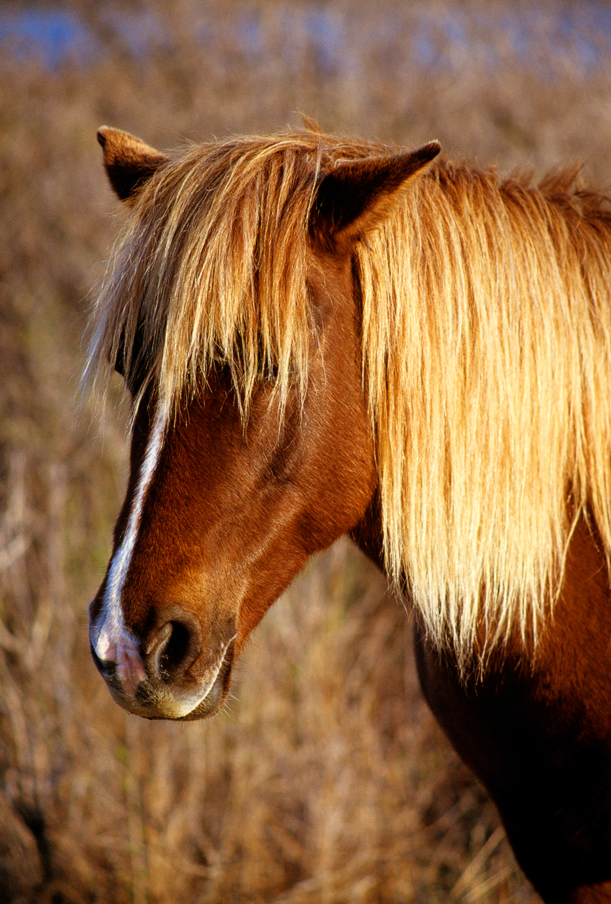 Wild horses (known as "Ponies") in Chincoteague National Wildlife Refuge, Assateague Island, Virginia, USA