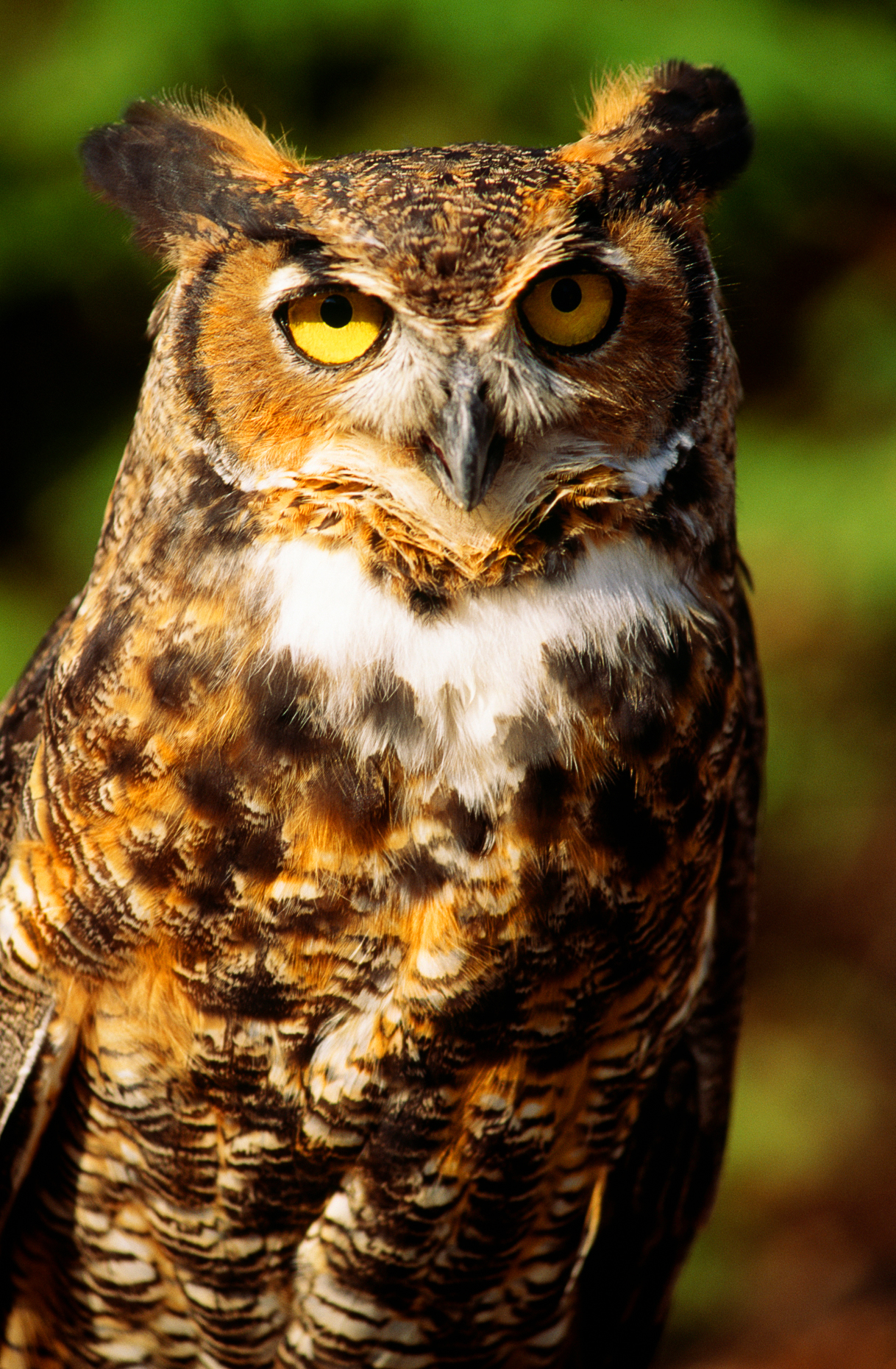 Great Horned Owl, Hawk Mountain Sanctuary