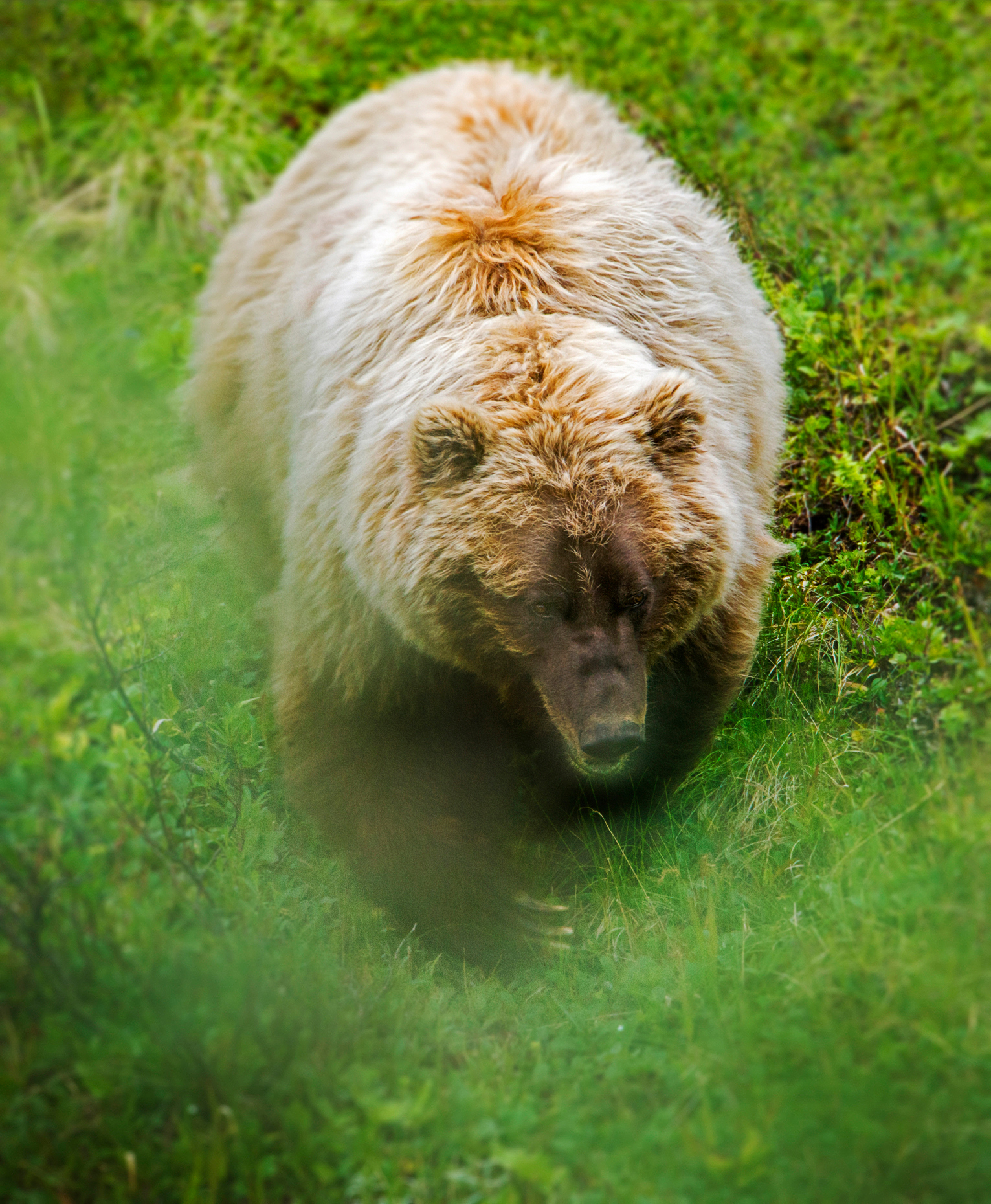 Sow (female) Grizzly bear (Ursus arctos horribilis) near Stony Dome and Highway Pass, Denali National Park, Alaska, USA