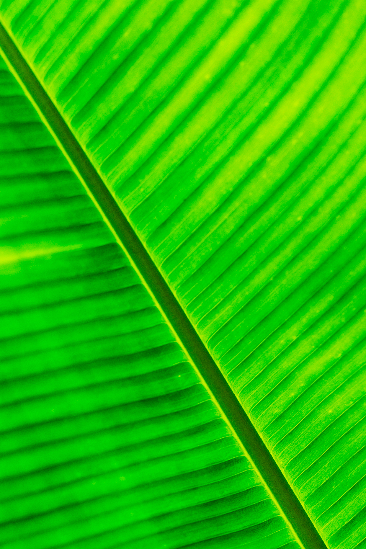 Banana tree leaf; Hawai