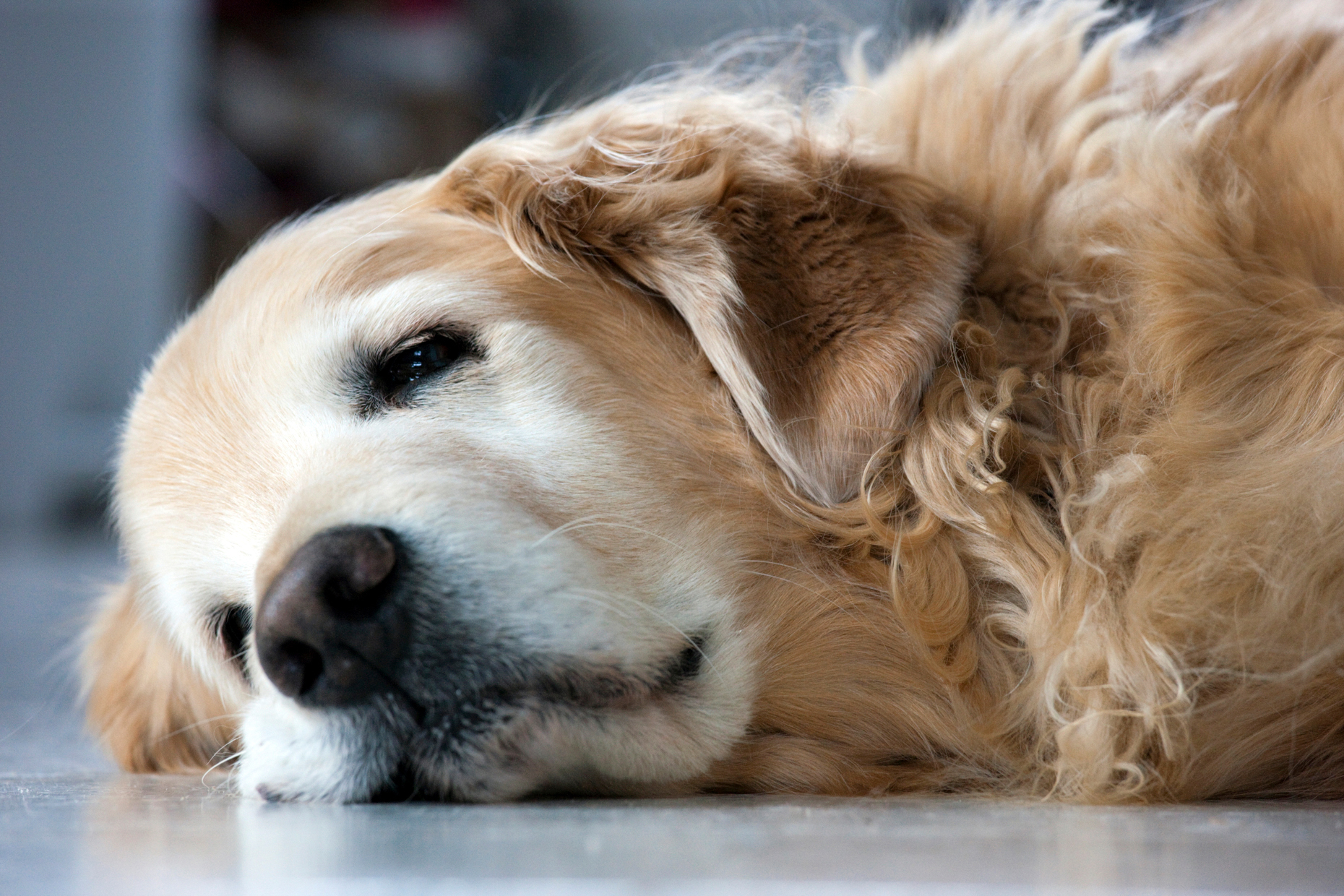 Older female Golden Retriever dog sleeping on a vinyl kitchen floor.