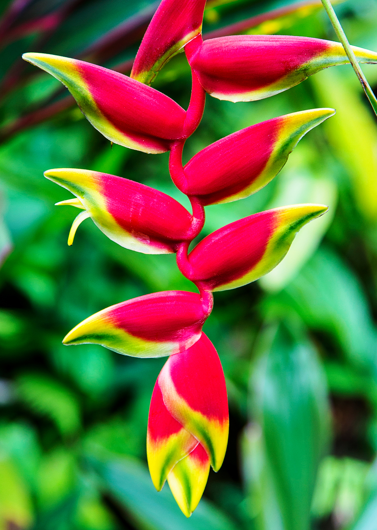 Wildflower, Hanging Lobster Claw, Heliconia Rostrata, Heliconiaceae, Hawai