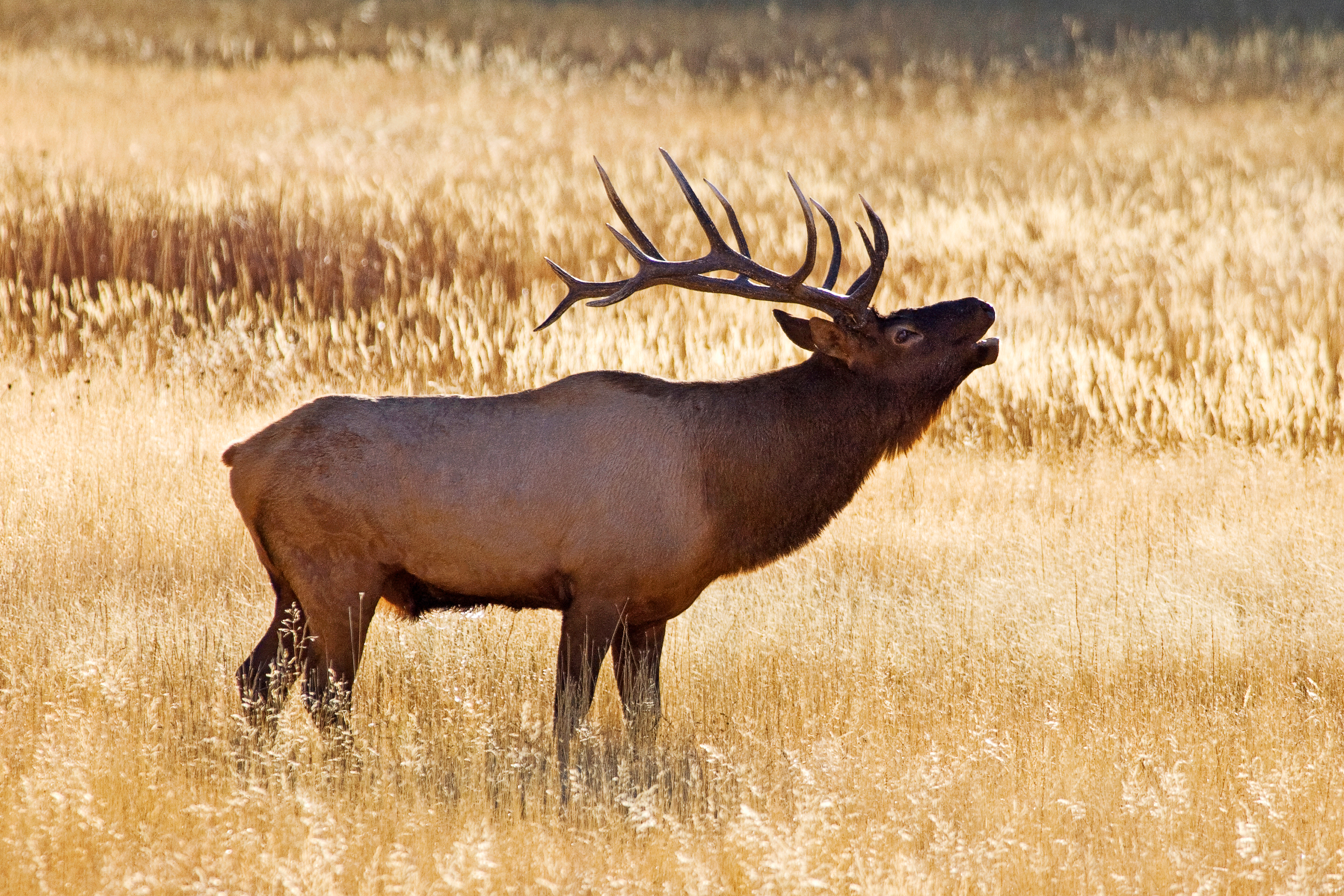 Bull elk (Wapiti, Cervus canadensis) along the Madison River, Yellowstone National Park, Wyoming, USA