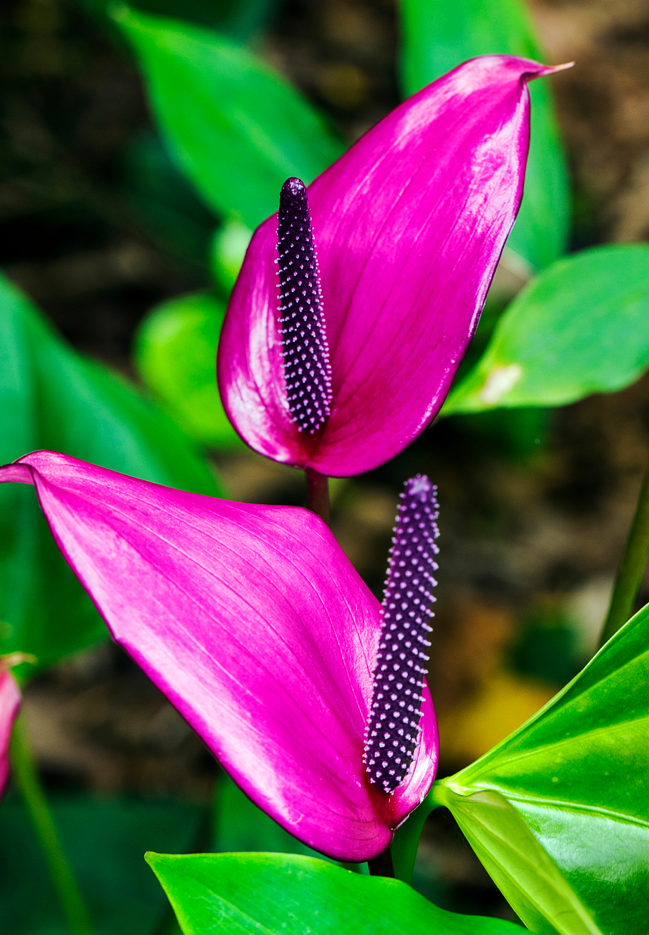 Anthurium andraeanum; Anthurium; Araceae; Flamingo-lily; Flamingo Flower; Oilcloth-flower; Tail Flower; Hawai