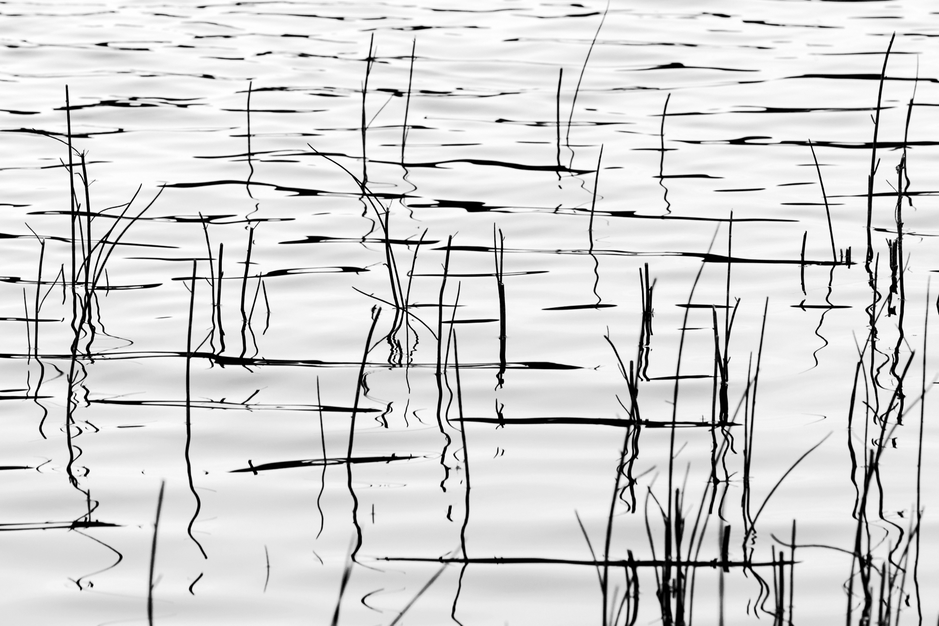 Black and white image of marsh grass and reflections in a tundra lake in the western section of Denali National Park, Alaska, USA