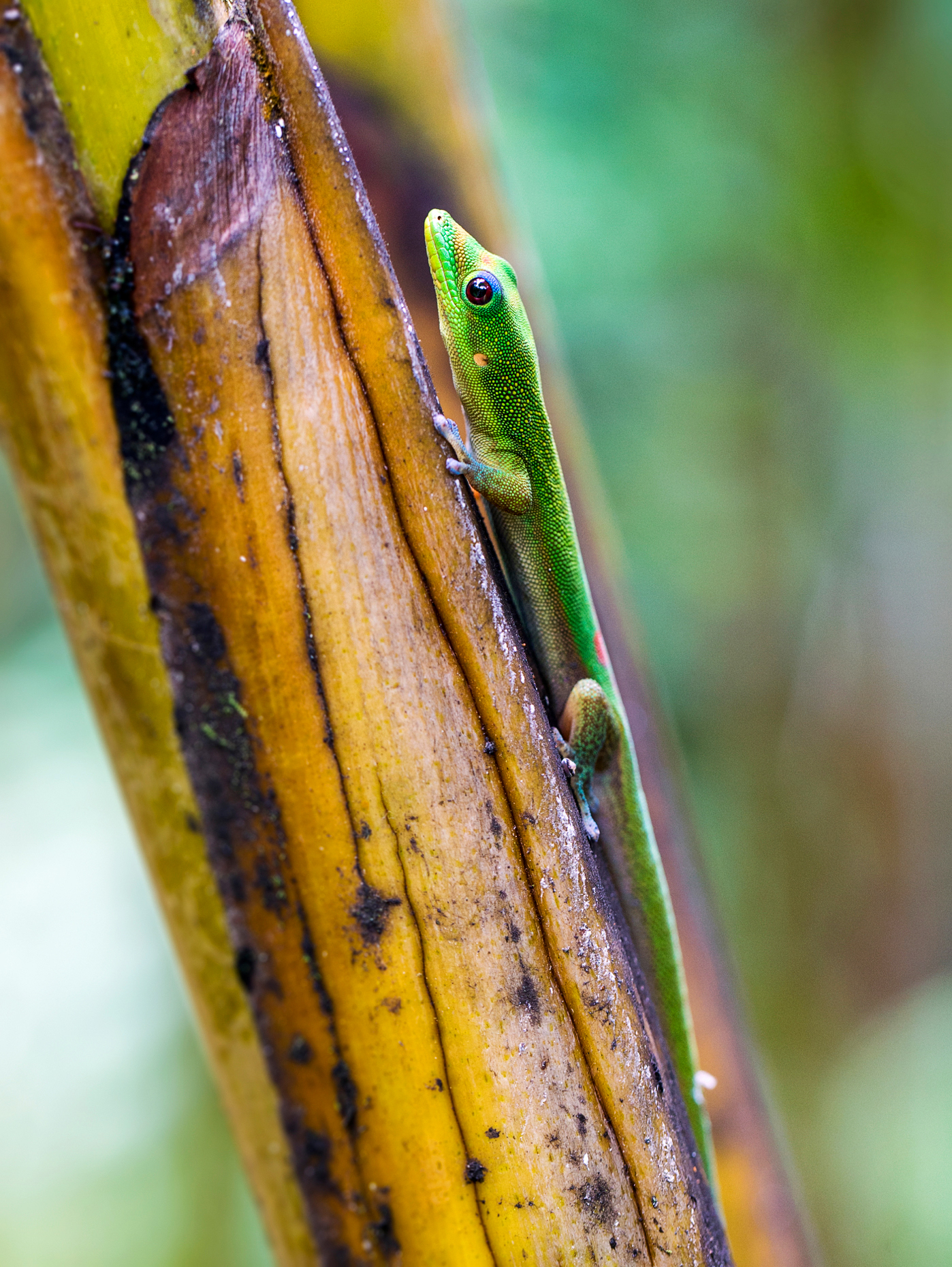 Madagascar day gecko; Phelsuma madagascariensis madagascariensis; Hawai