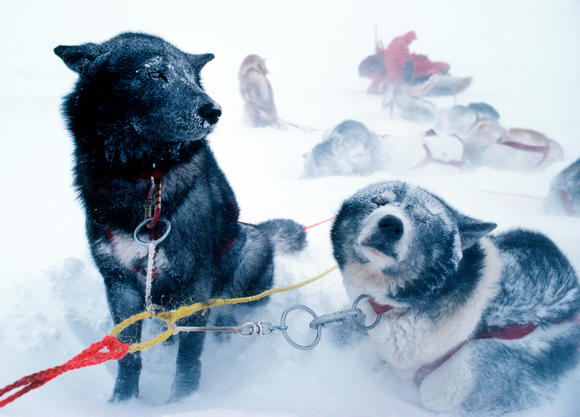 Canadian Eskimo dogs used to pull sleds in a fearce winter blizz