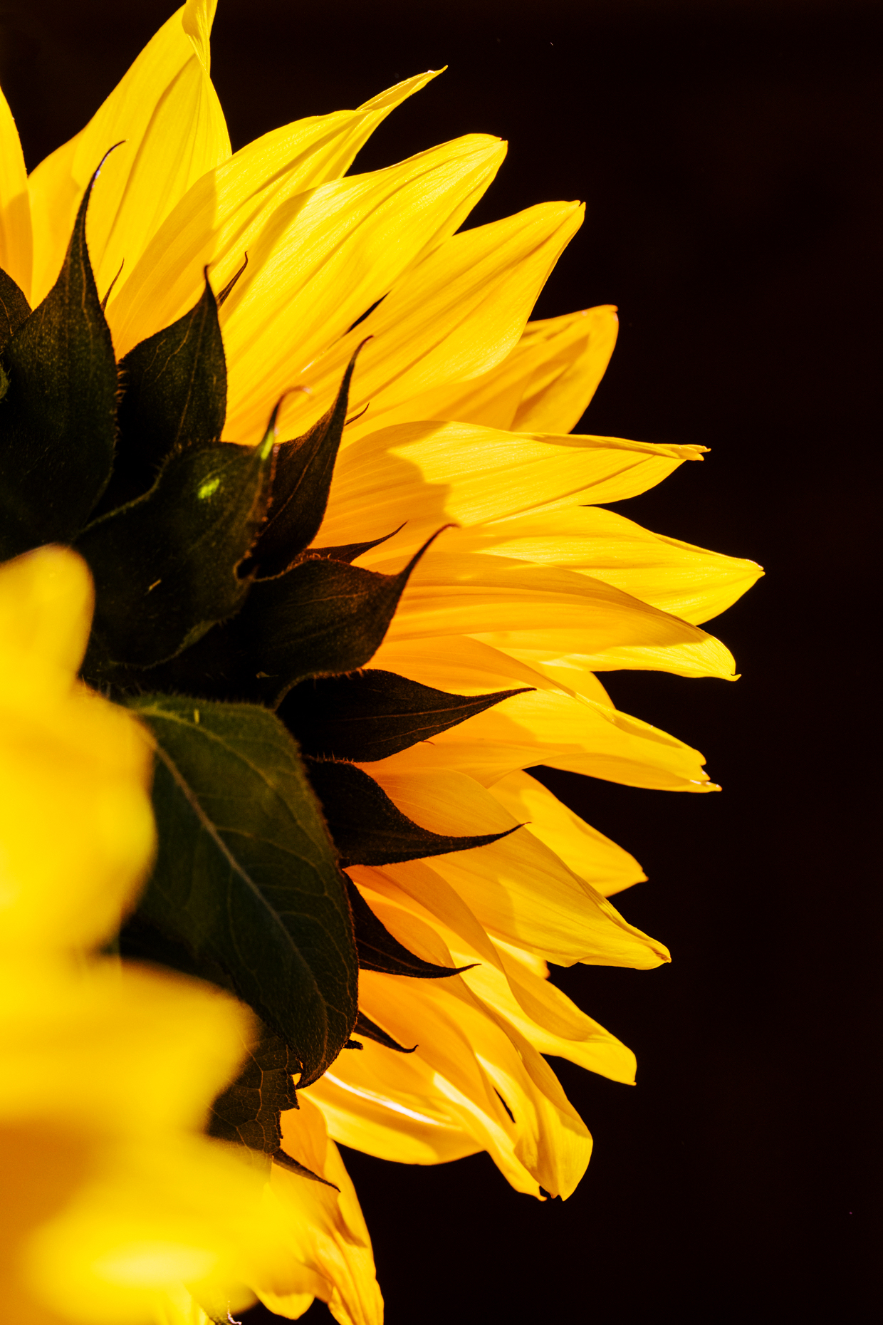 Close-up of yellow backlit sunflower blossom petals; Helianthus