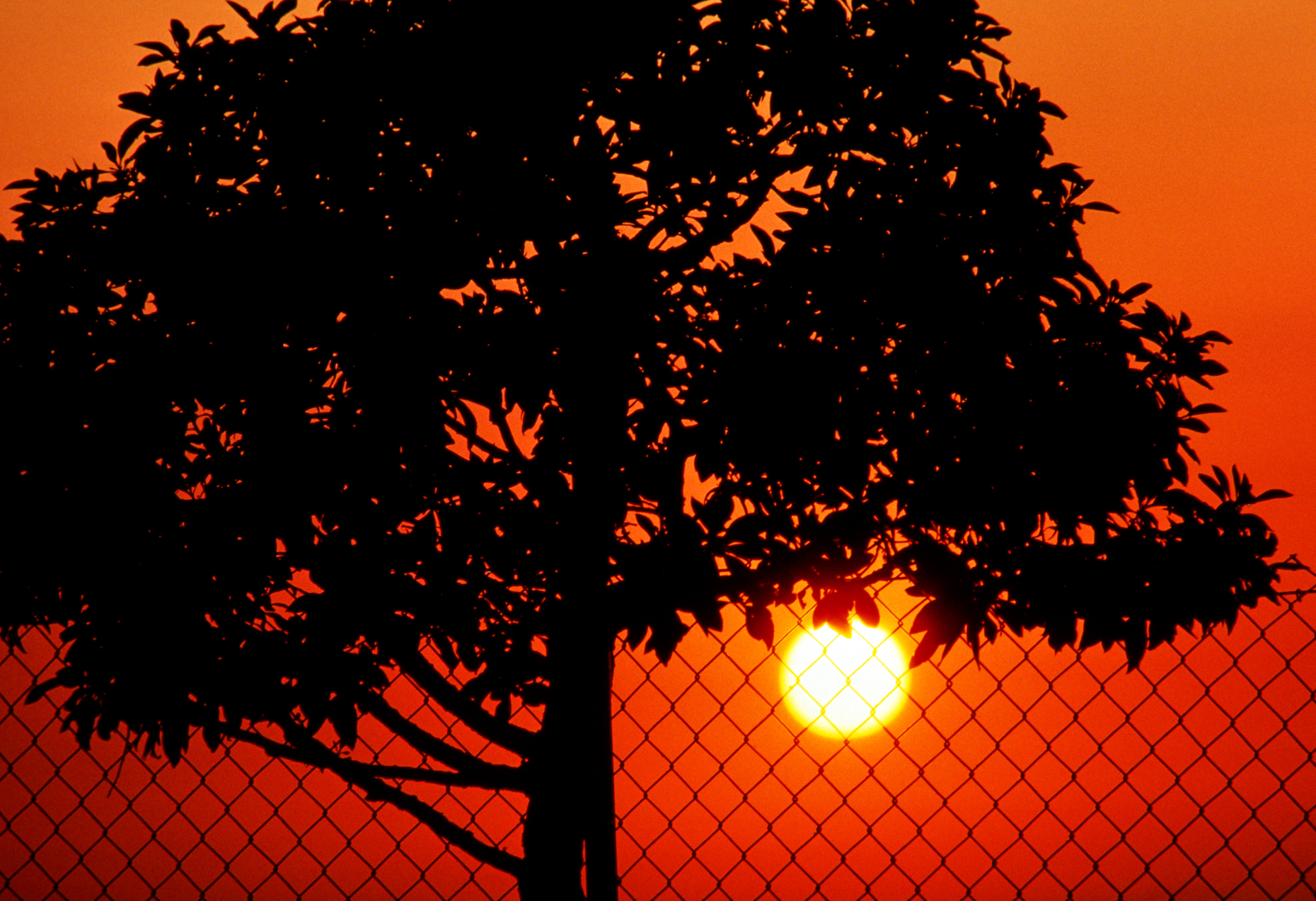 Abstract silhouette view of fence & tree against setting sun and