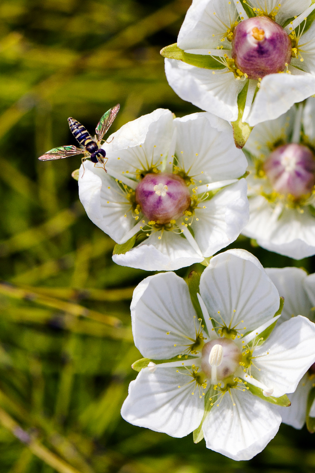 Bee spreading nector, Grass of Parnassus (Parnassia palustris, Saxifrage) wildflower in bloom, Denali National Park, Alaska, USA