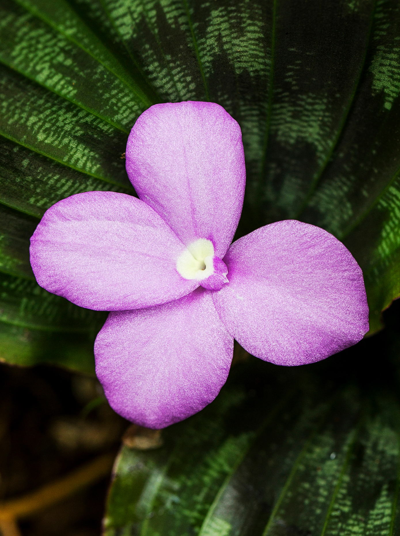 Burmese Ruby; Zingiber SP.; Zingiberaceae; Hawai