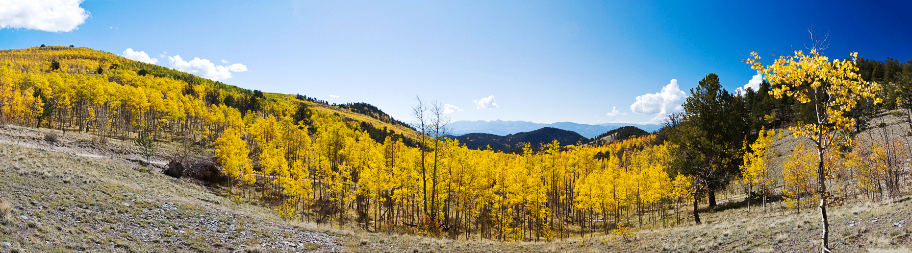 Wide panorama view of Aspen tree leaves in golden color, Aspen Ridge, CR 185, San Isabel National Forest, Colorado, USA