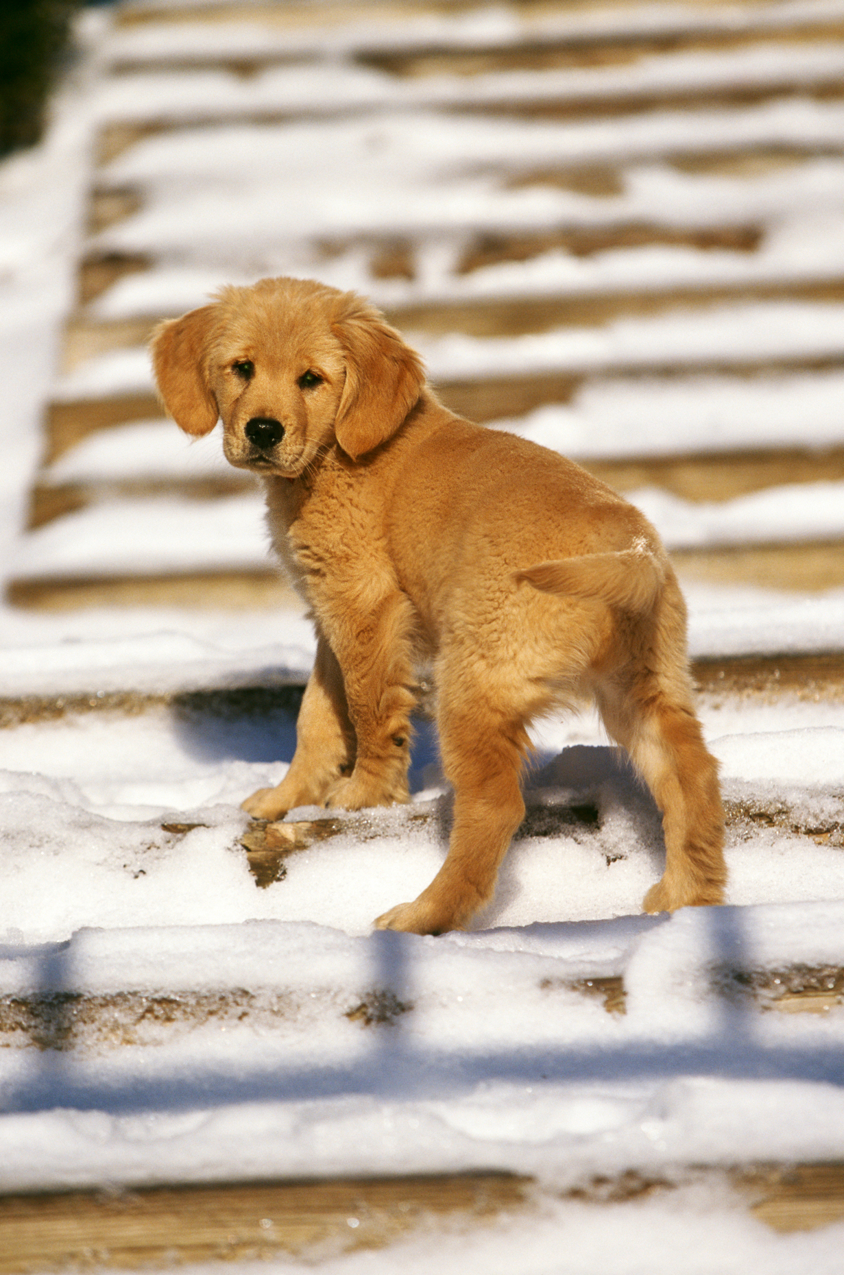 Golden Retriever puppy climbing steps outside in the snow.