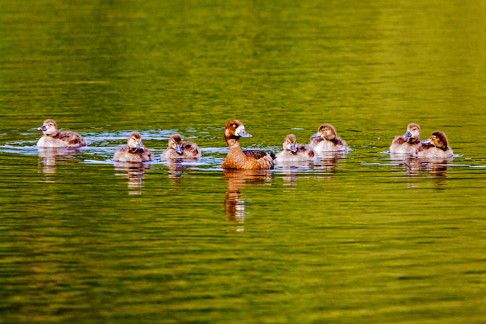 Greater Scaup hen with chicks, Aythya marila, Bluebill, on a tundra lake in the western section of Denali National Park, Alaska, USA