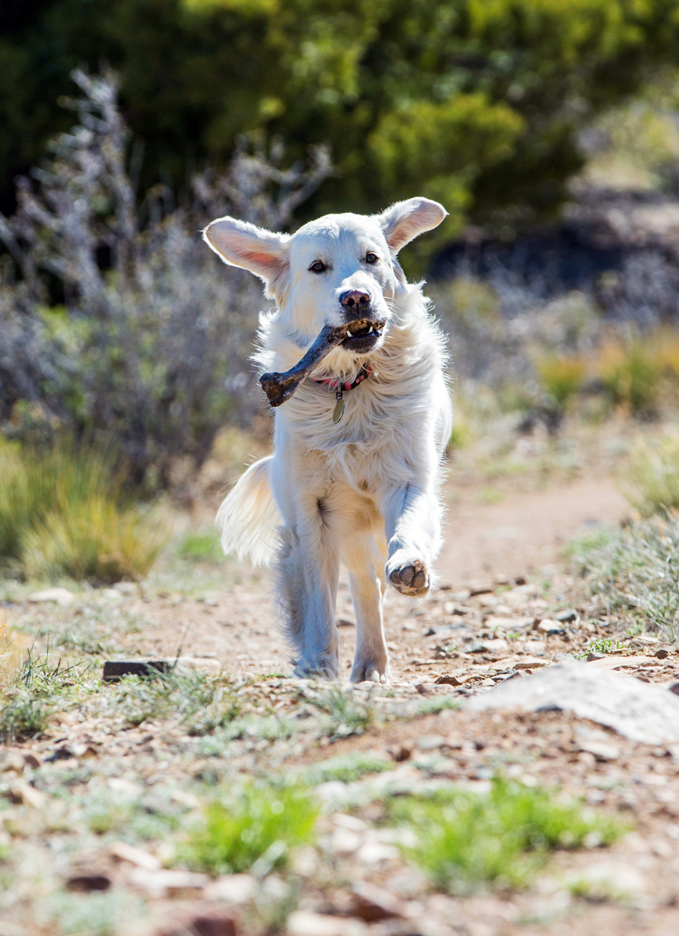 Platinum colored Golden Retriever dog running on a mountain trail carrying a deer bone.