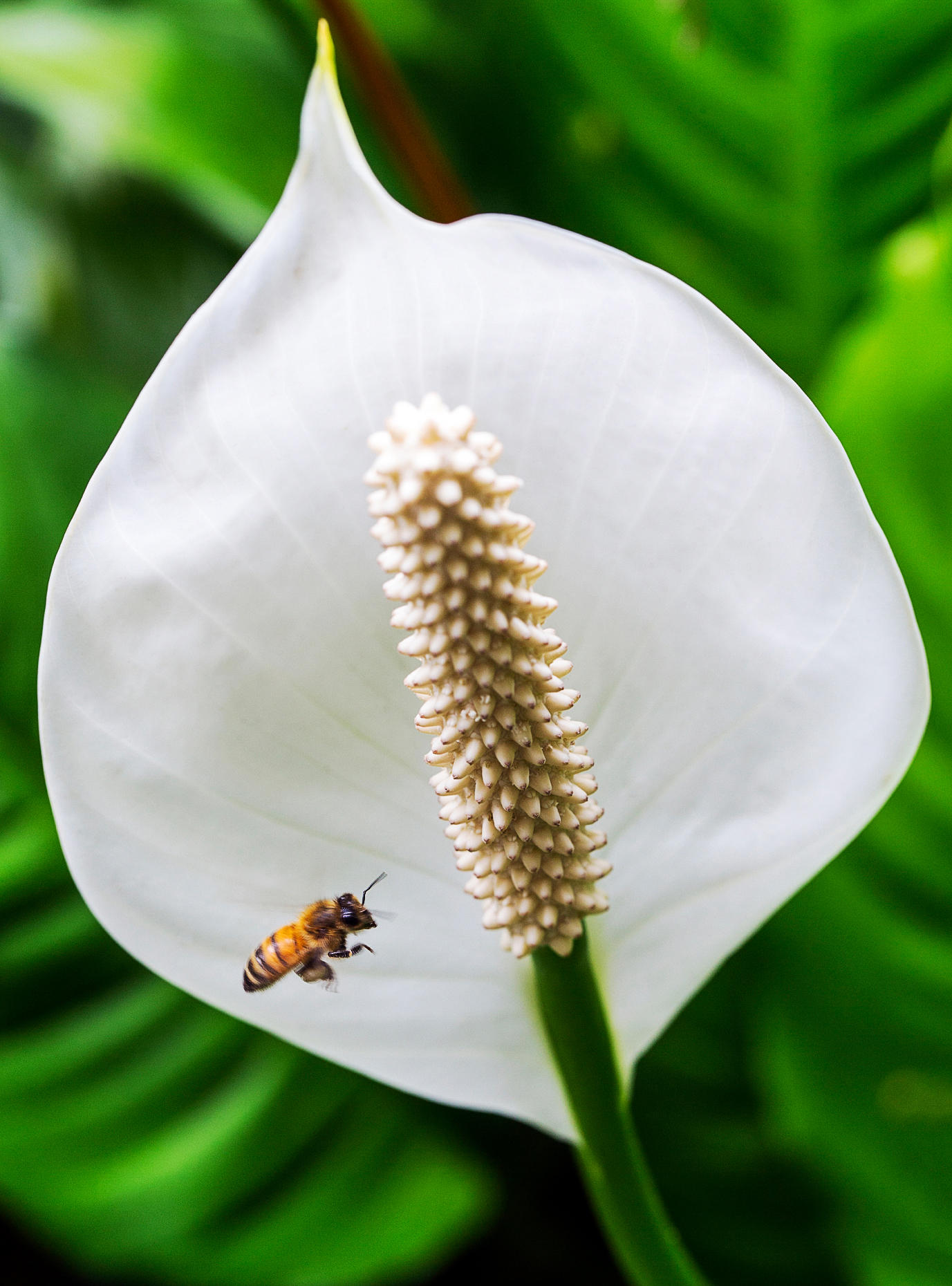 Honeybee (Apis mellifera) on a Peace lily; spathe flower; Araceae; Spathiphyllum sp.; Hawai