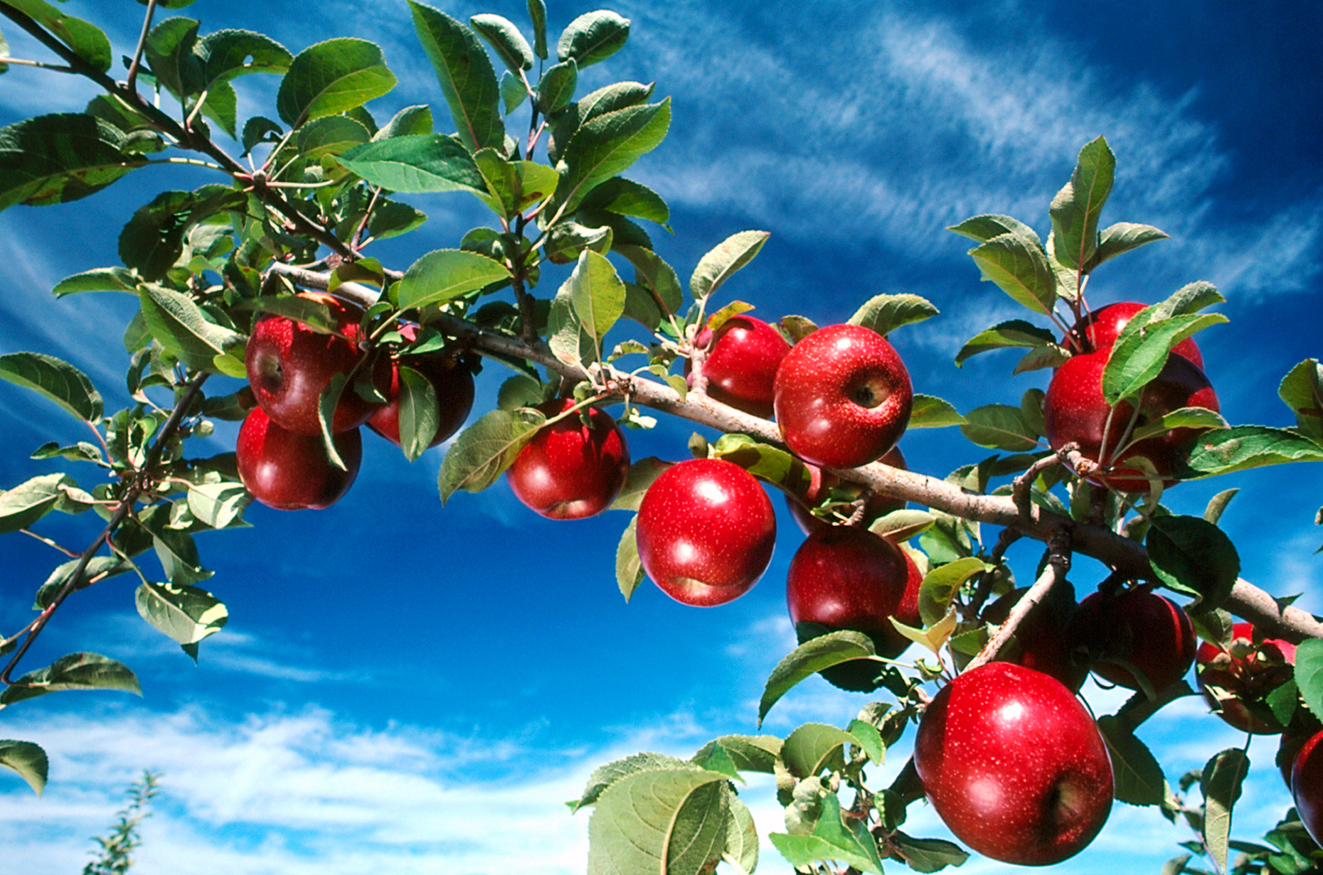 Fresh red apples on a tree in a Hudson River Valley, New York, orchard