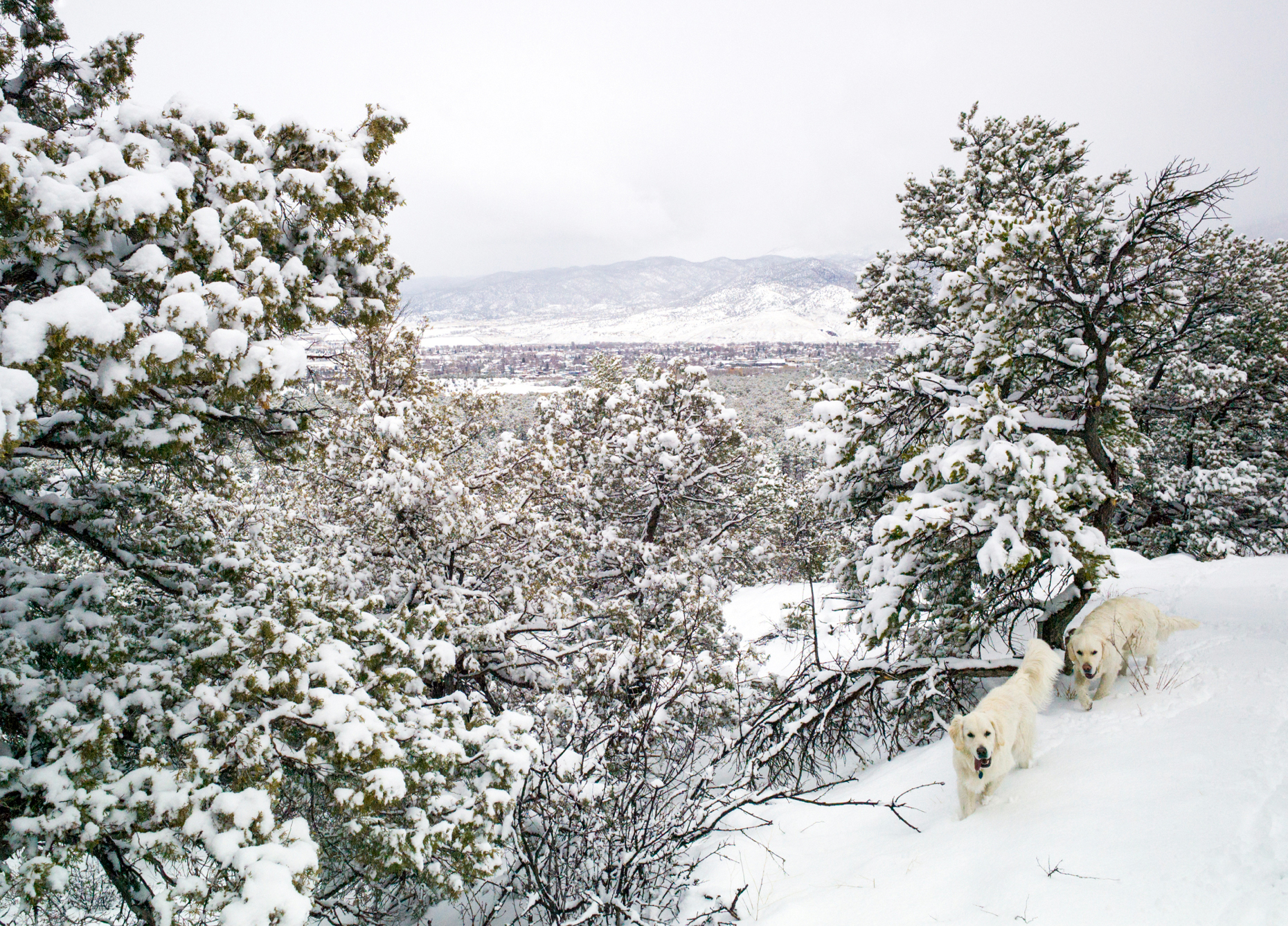 Platinum colored Golden Retriever dogs play in snowstorm on the Little Rainbow Trail, just outside Salida, Colorado, USA