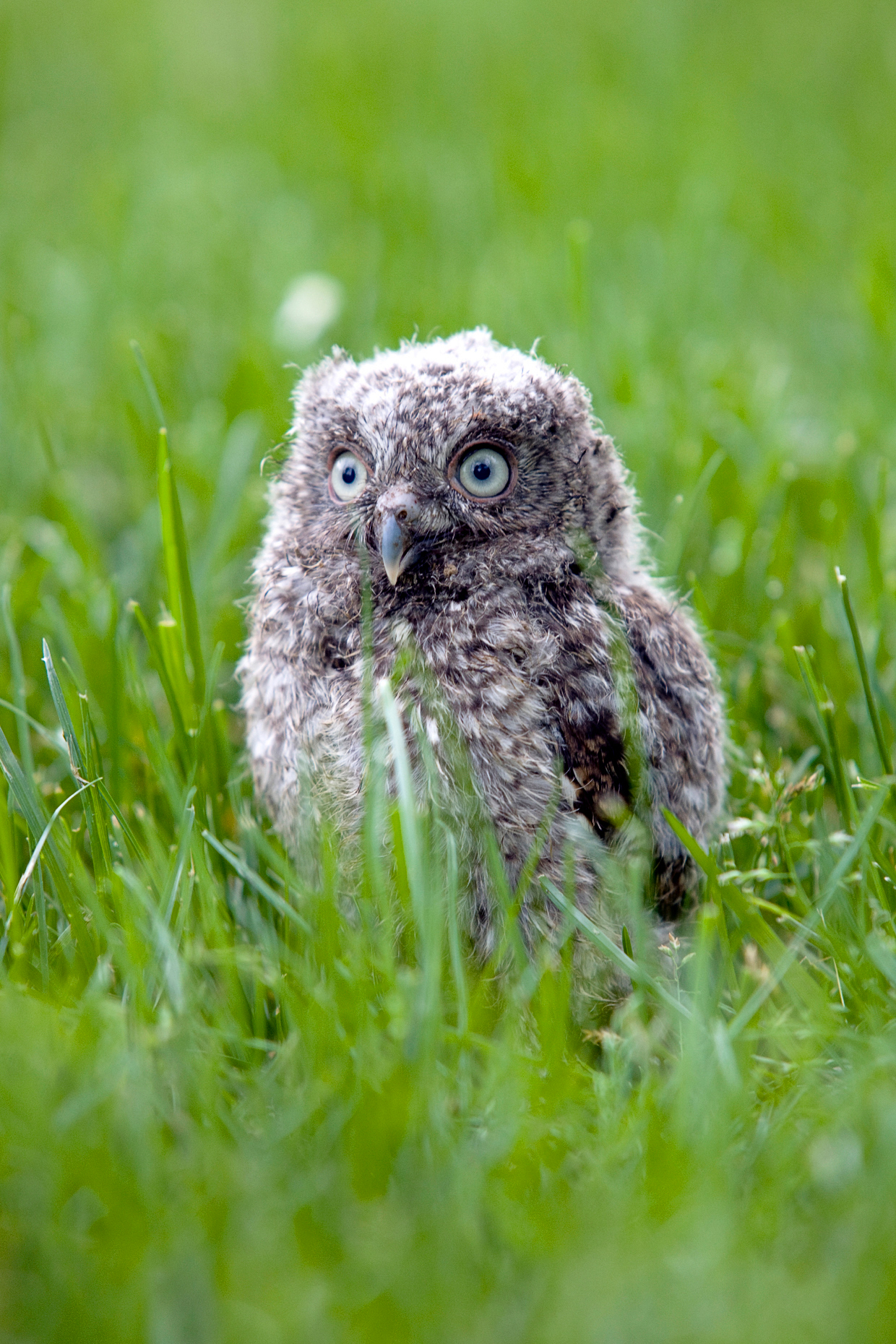 Fledgling Eastern Screech Owl (chick), fallen from a nest onto a suburban lawn.