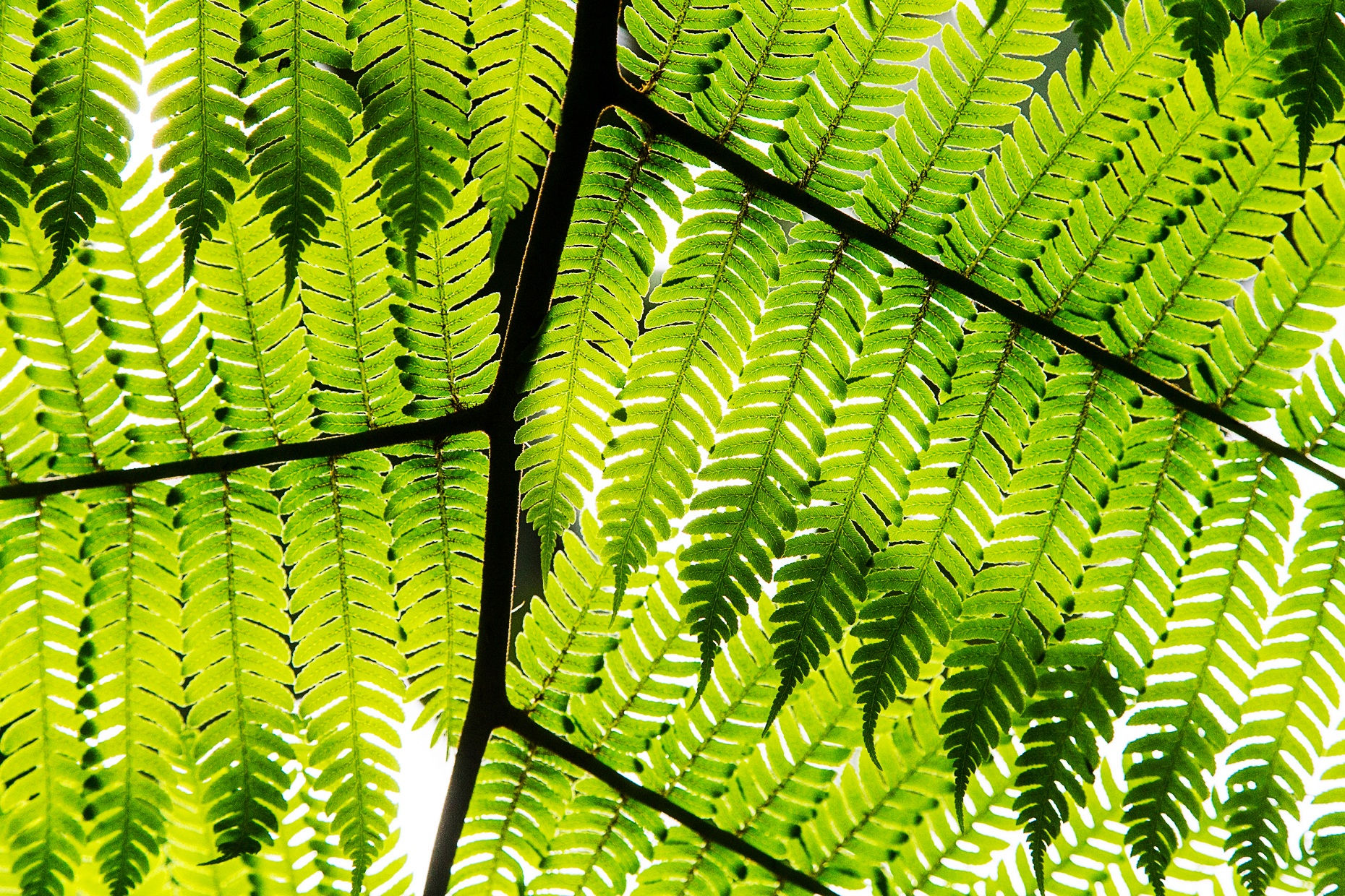 Close-up detail of delicate fern; Hawai
