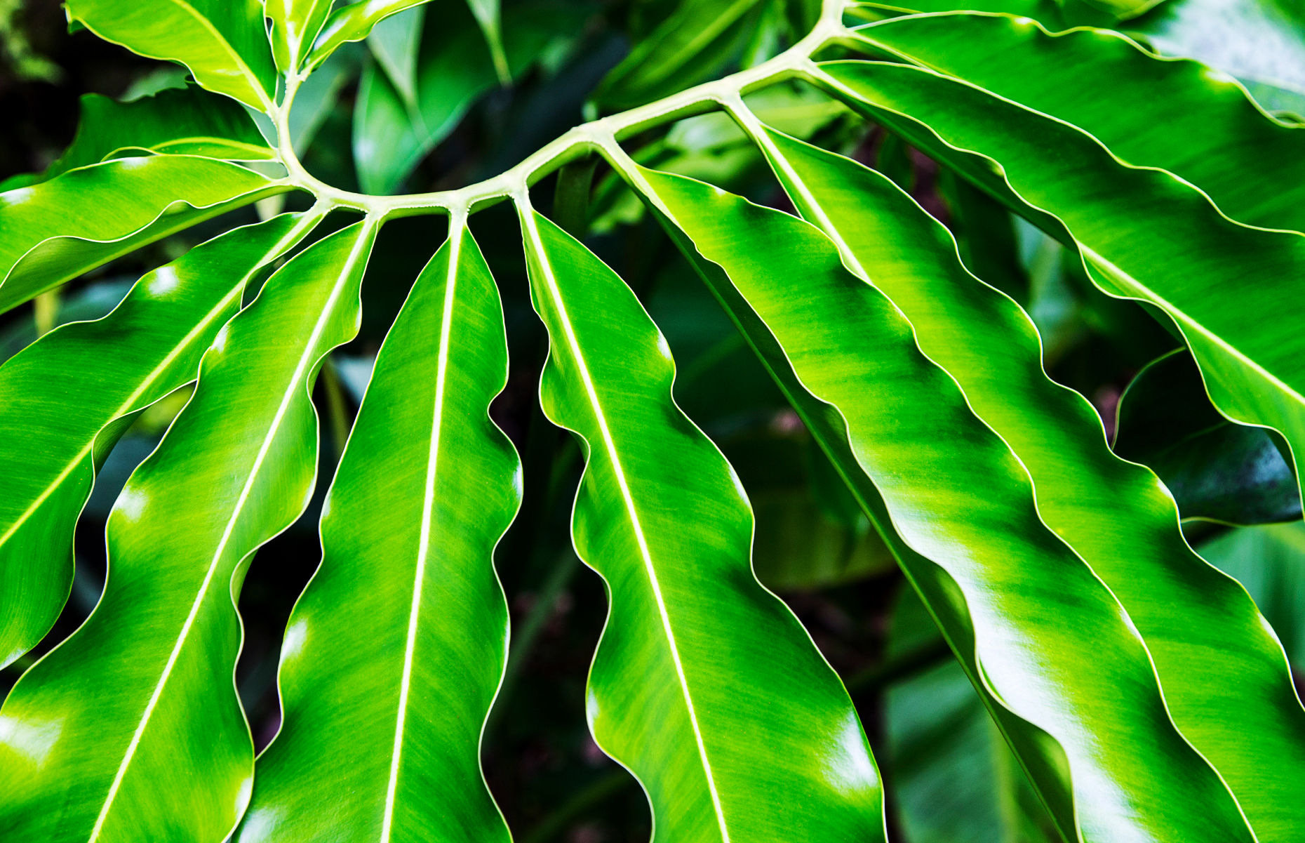 Philodendron goeldii; Hawai