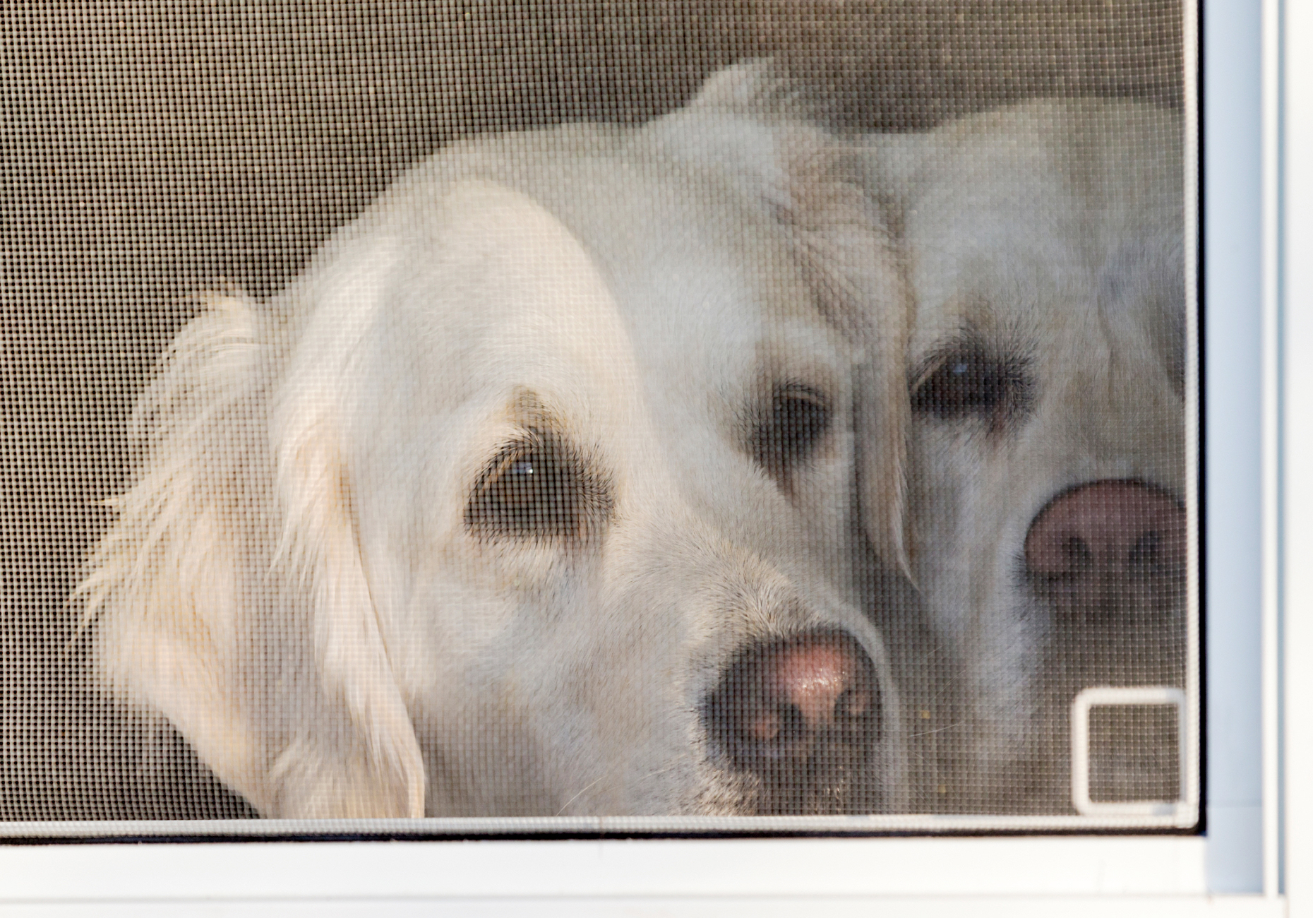 Two Platinum colored Golden Retriever dogs looking out a window.