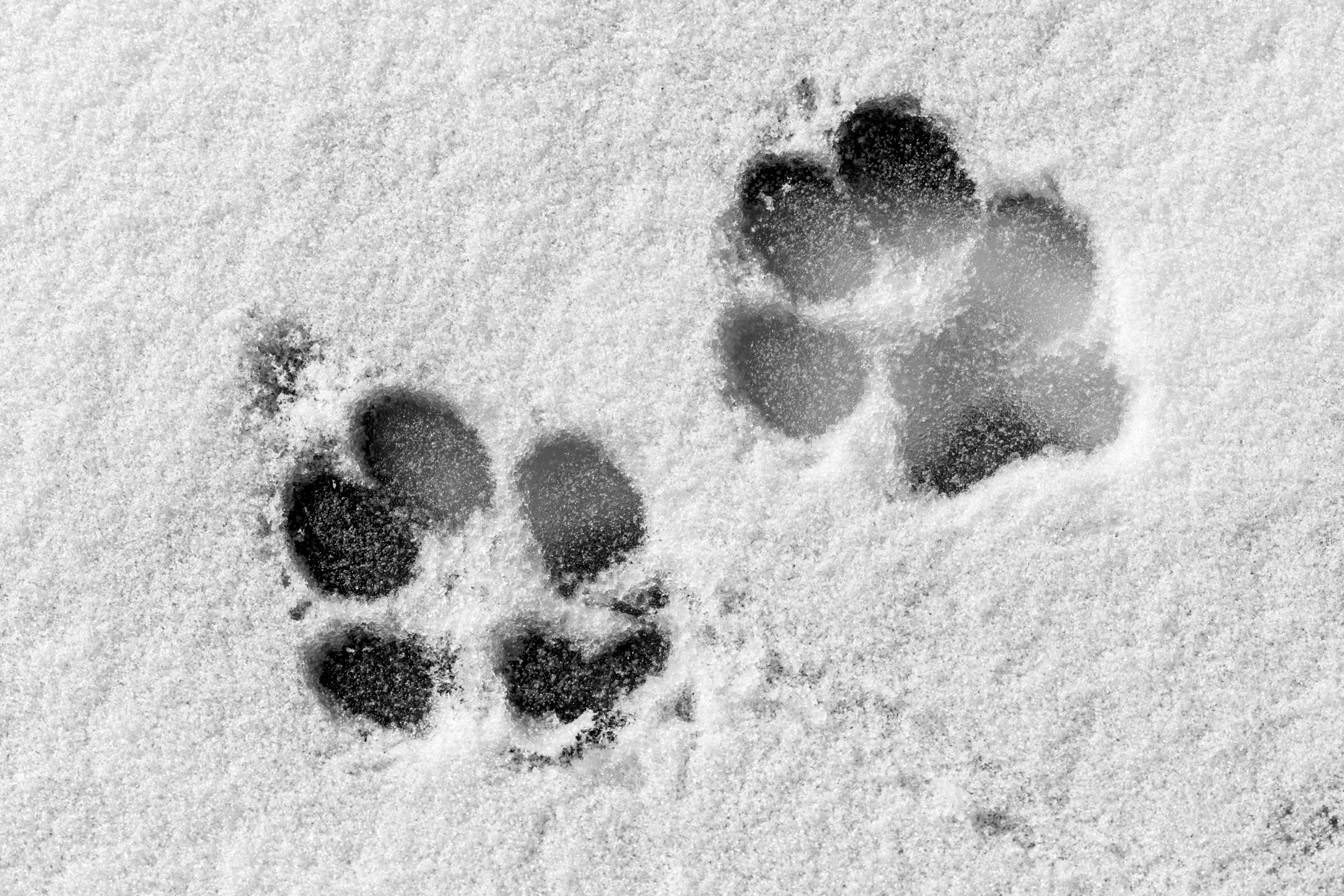 Black & white, dog footprints on snow & ice on the Arkansas RIver which runs through the downtown historic district of the small mountain town of Salida, Colorado, USA