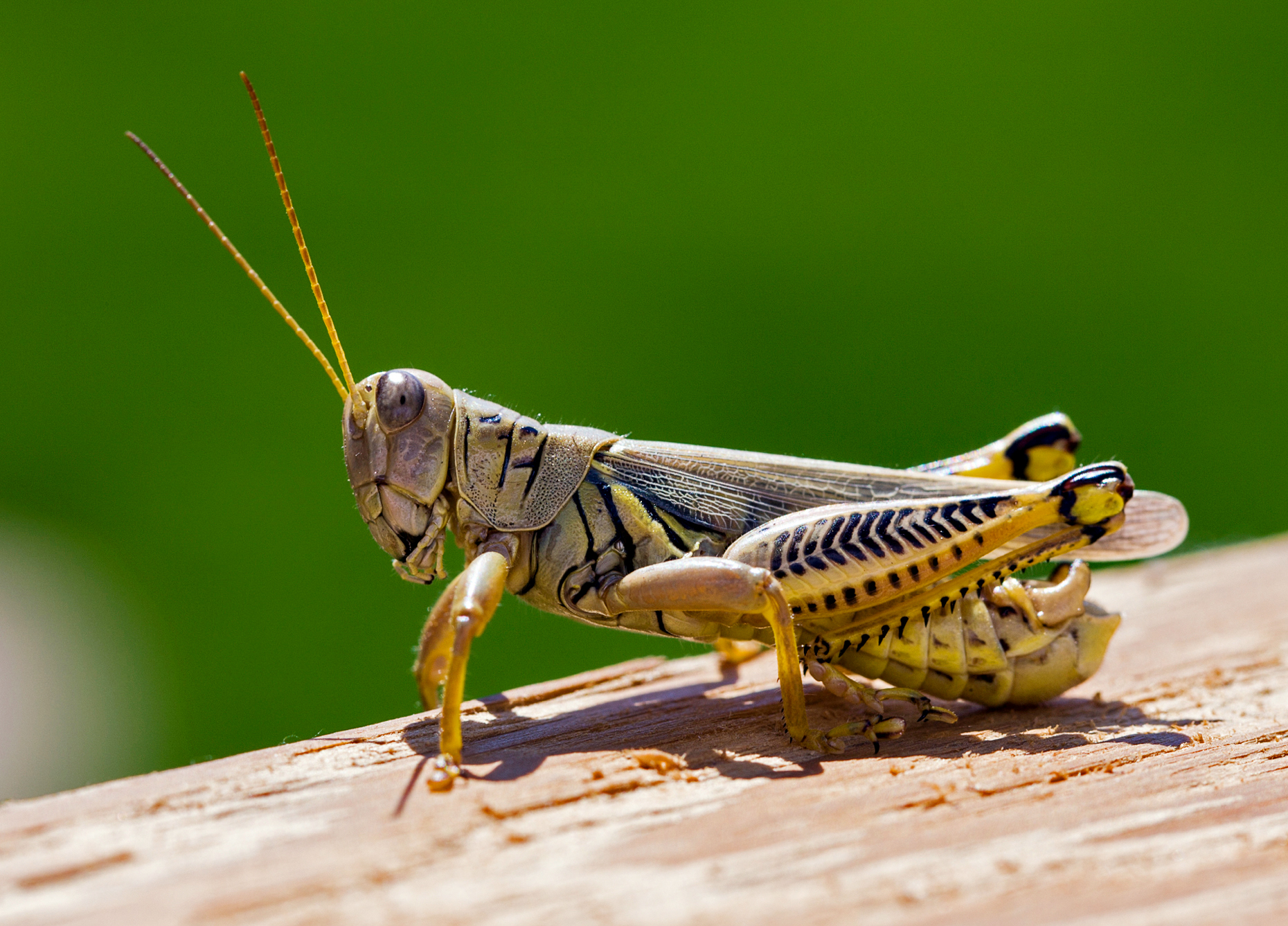 Grasshopper (Caelifera) on a wooden garden fence.
