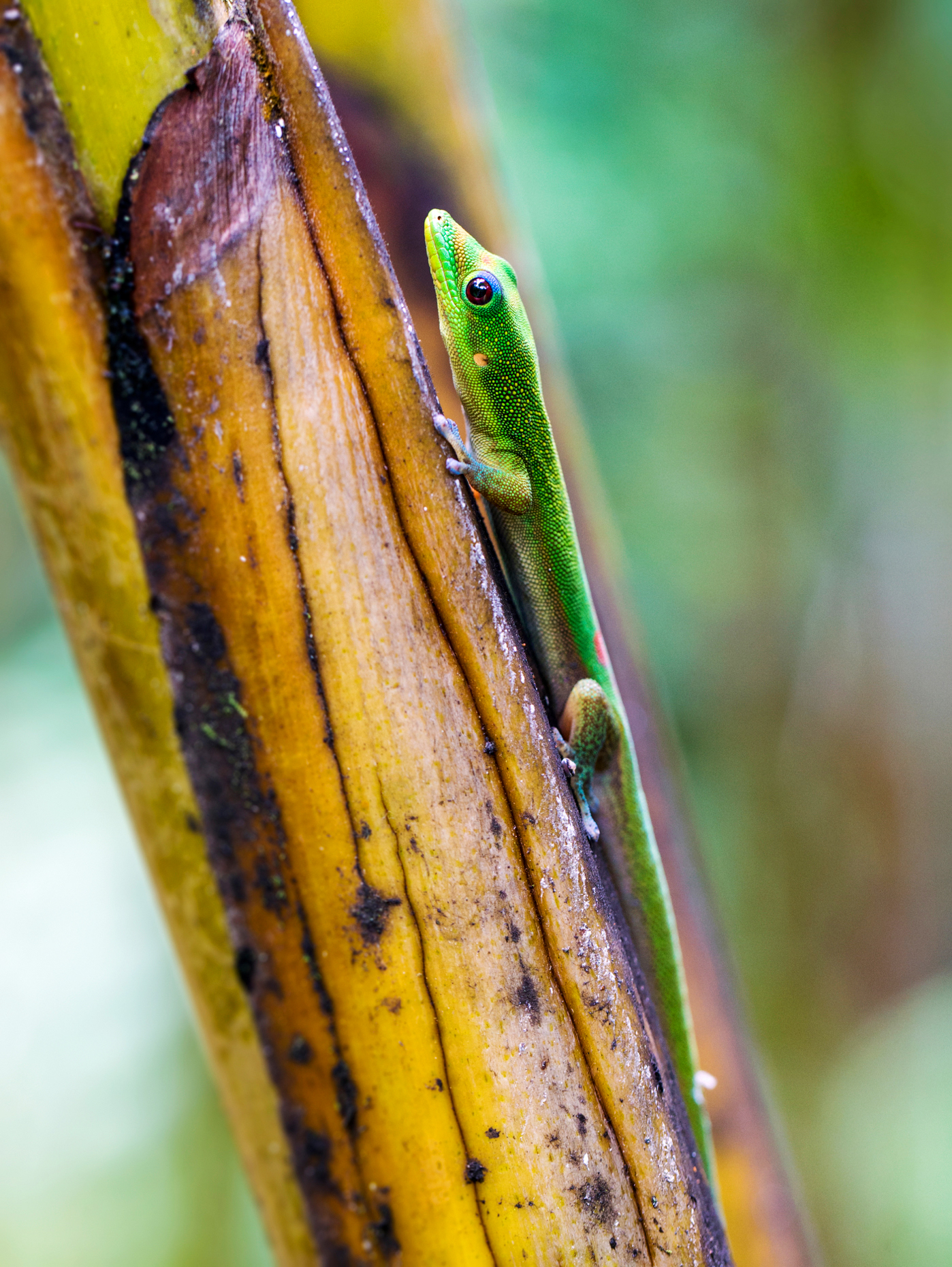 Madagascar day gecko; Phelsuma madagascariensis madagascariensis; Hawai