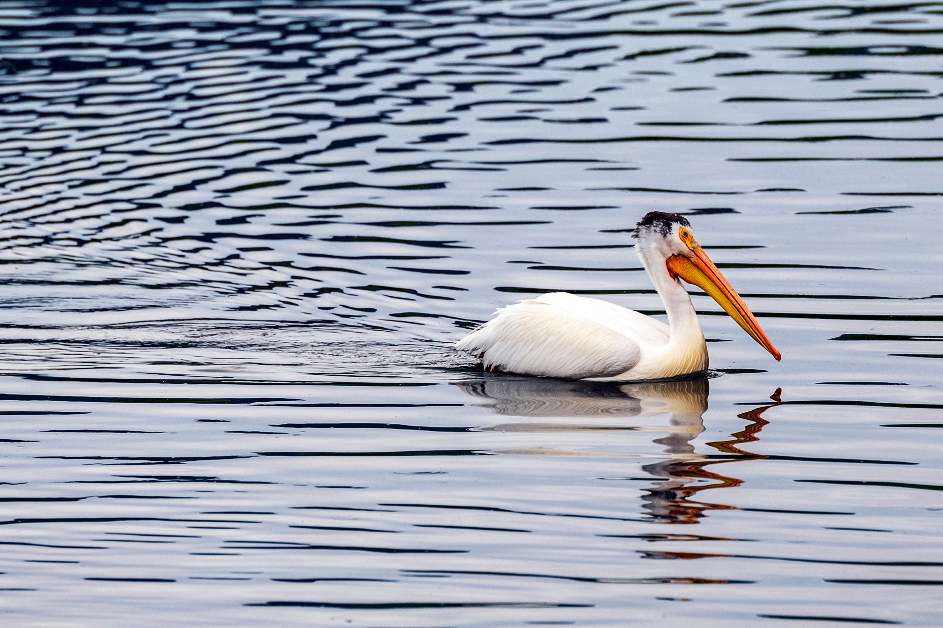 American White Pelican swimming in Sands Lake State Wildlife Are