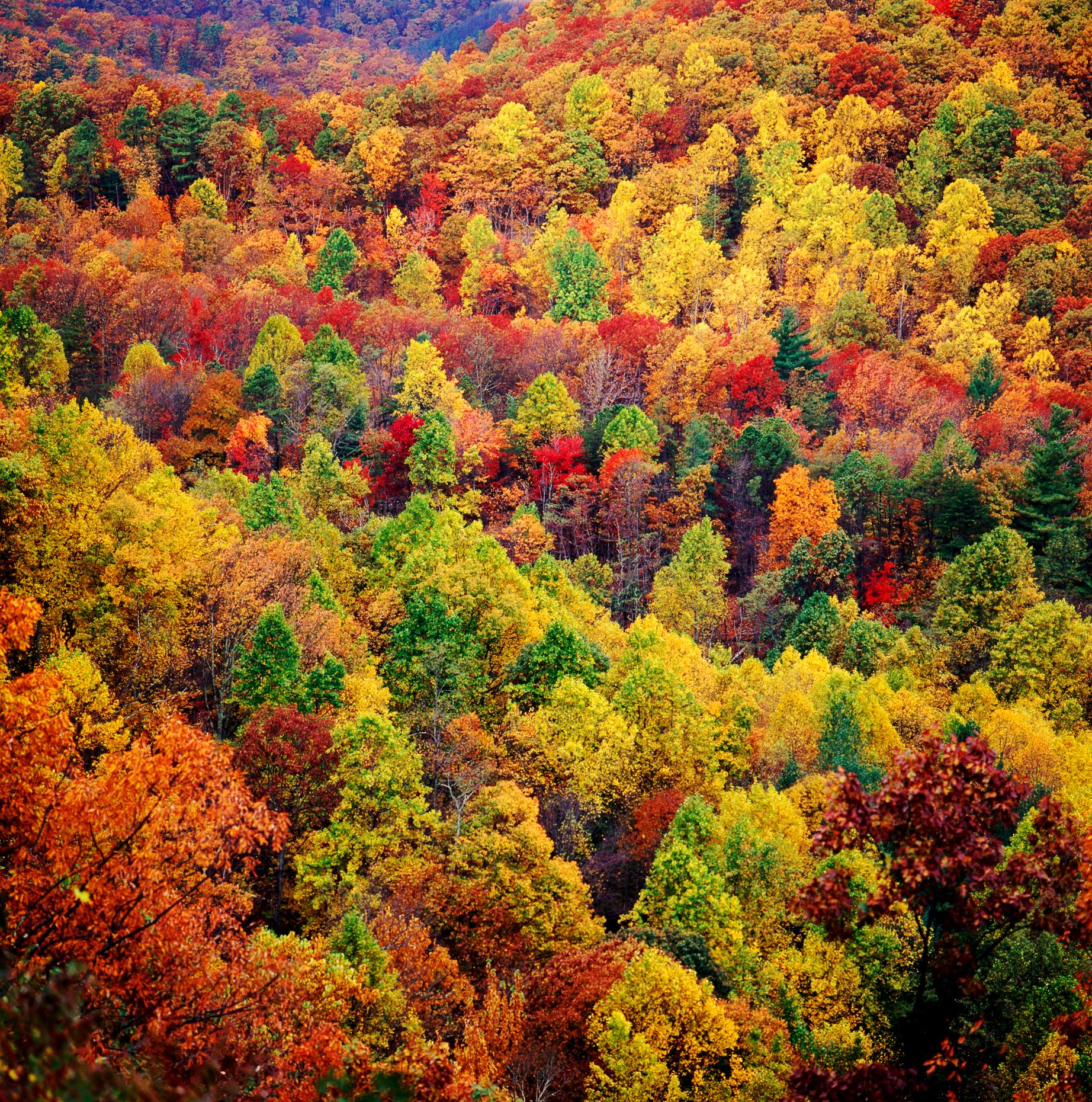 Autumn view along the Blue Ridge Parkway, in the Blue Ridge Moun