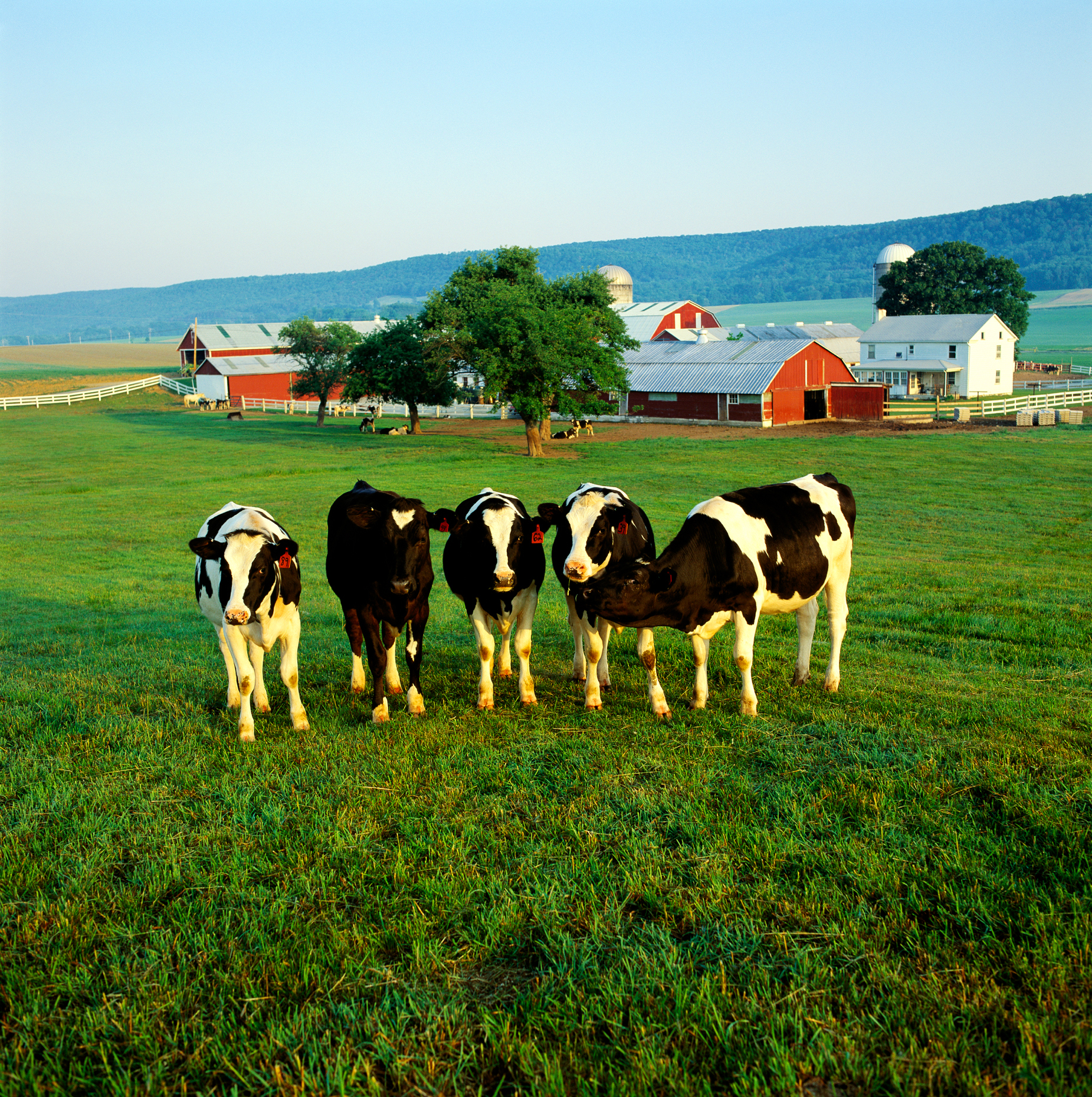 Holstein Heifer cows, Valley Wide Farm, central Pennsylvania, USA