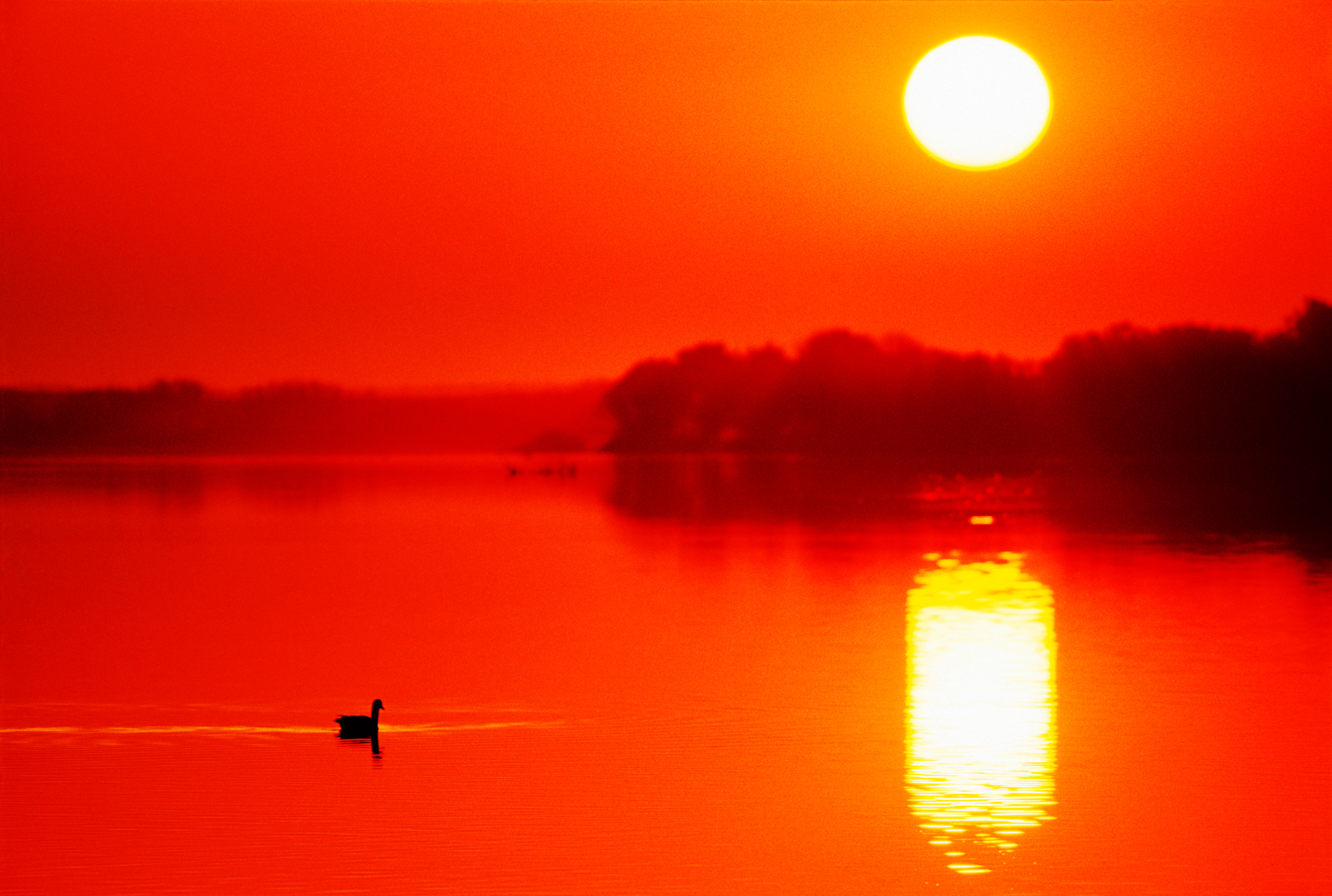 Waterfowl swimming at sunrise in Chincoteague National Wildlife Refuge, Assateague Island, Virginia, USA