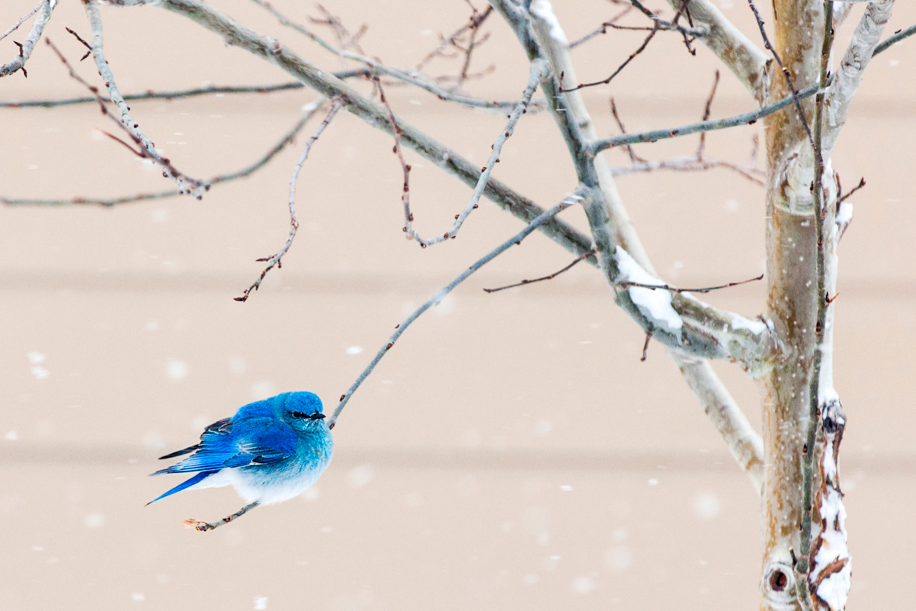 Migrating Mountain Bluebird, Sialia currucoides, seeking shelter in a Colorado springtime snow.