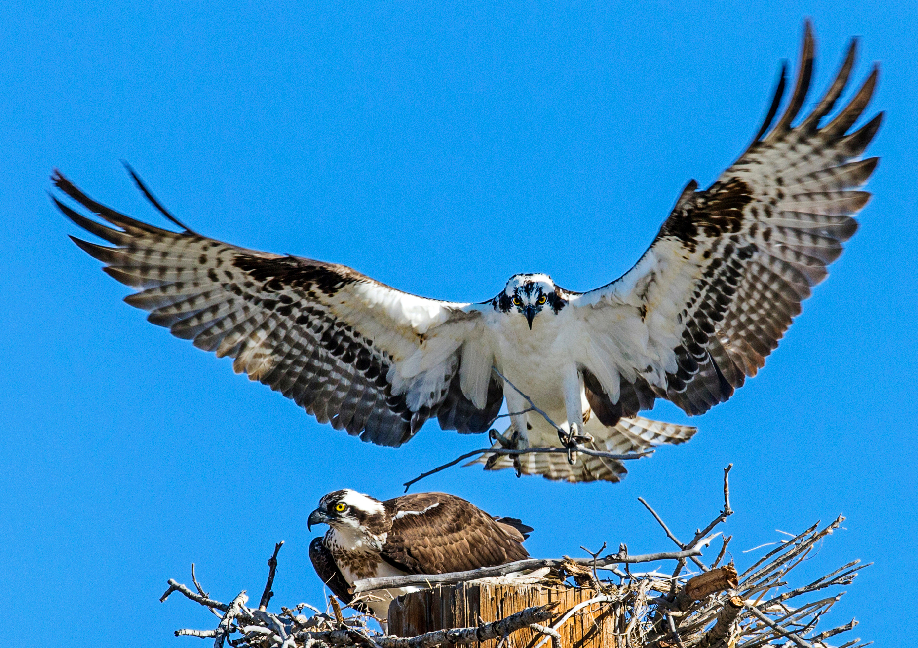 Osprey on nest, Pandion haliaetus, sea hawk, fish eagle, river hawk, fish hawk, raptor, Chaffee County, Colorado, USA
