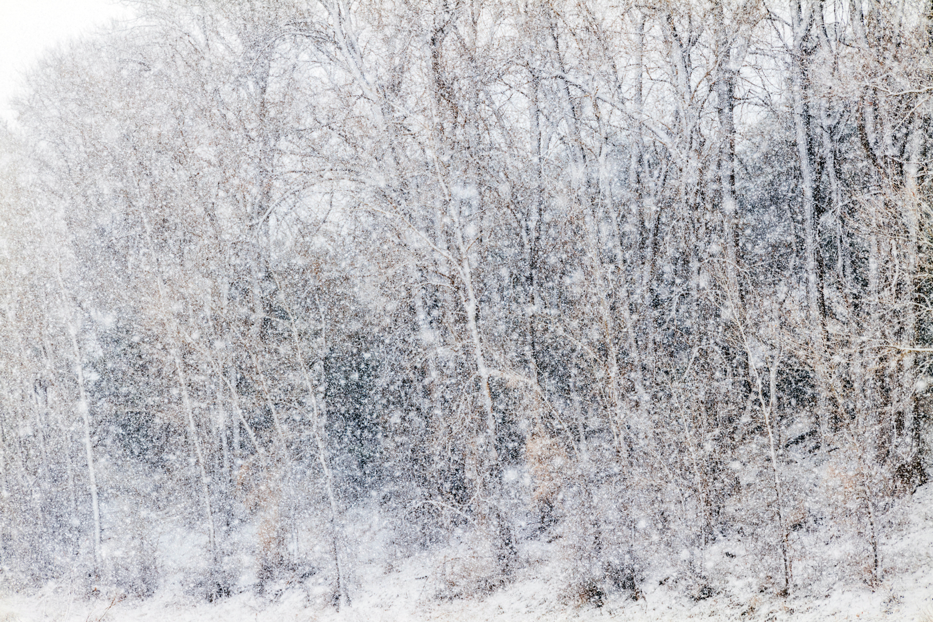Fremont Cottonwood trees in November snow storm; Vandaveer Ranch; Salida; Colorado; USA