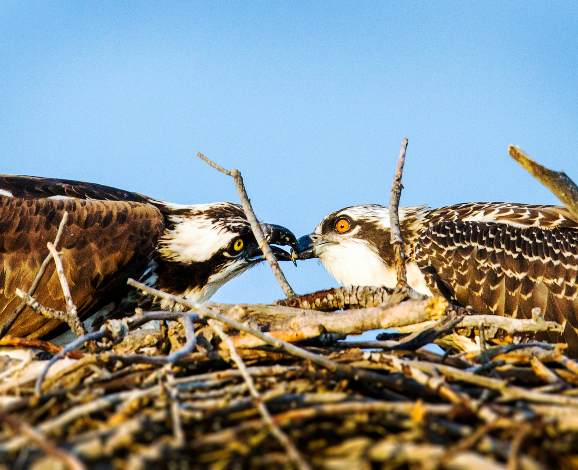 Adult Osprey feeding fish to a chick on nest, Pandion haliaetus, sea hawk, fish eagle, river hawk, fish hawk, raptor, Chaffee County, Colorado, USA
