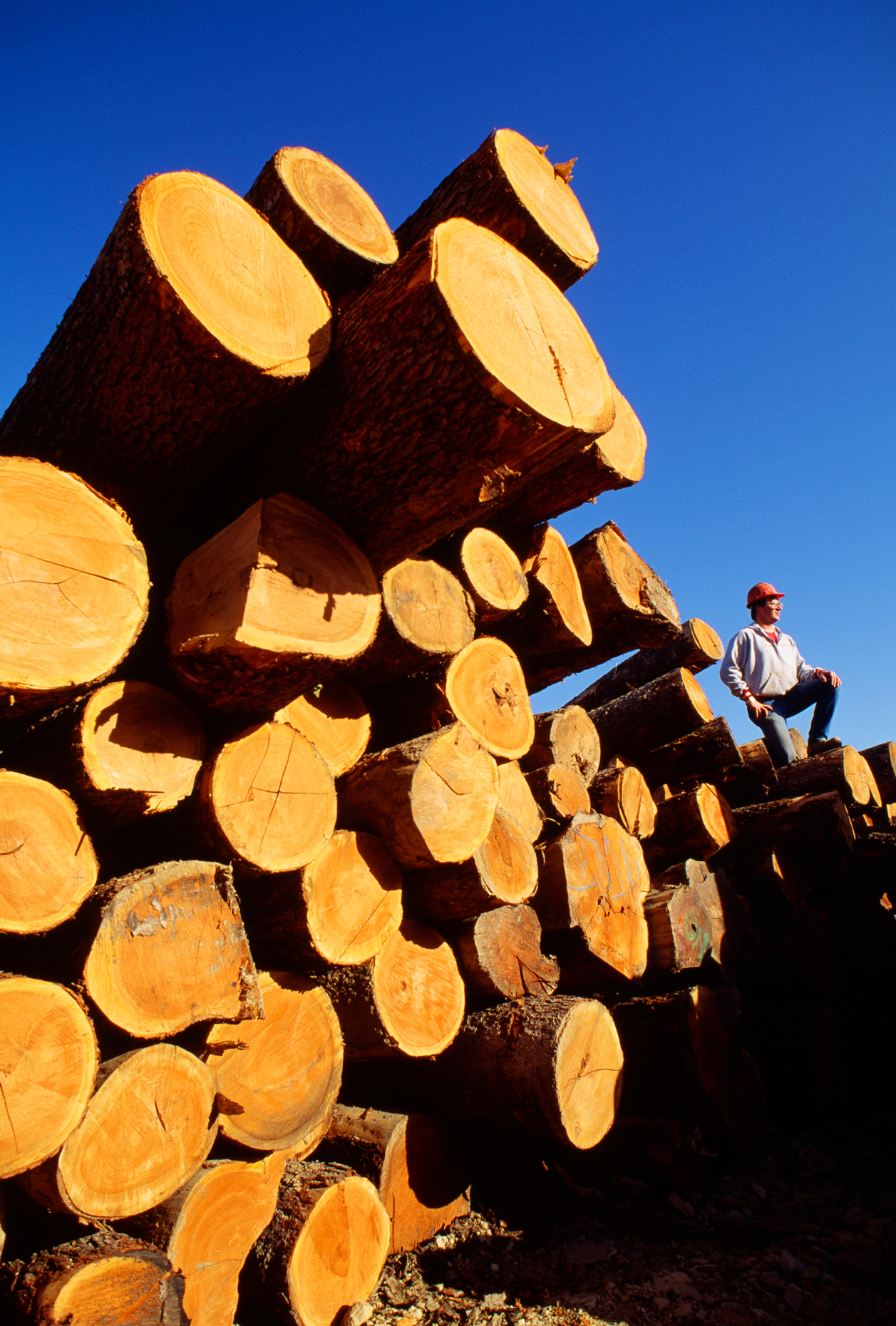 A worker pauses on top of a large pile of freshly cut logs, Kane Hardwoods, producers of top grade hardwoods, Kane, McKean County, Pennsylvania, USA