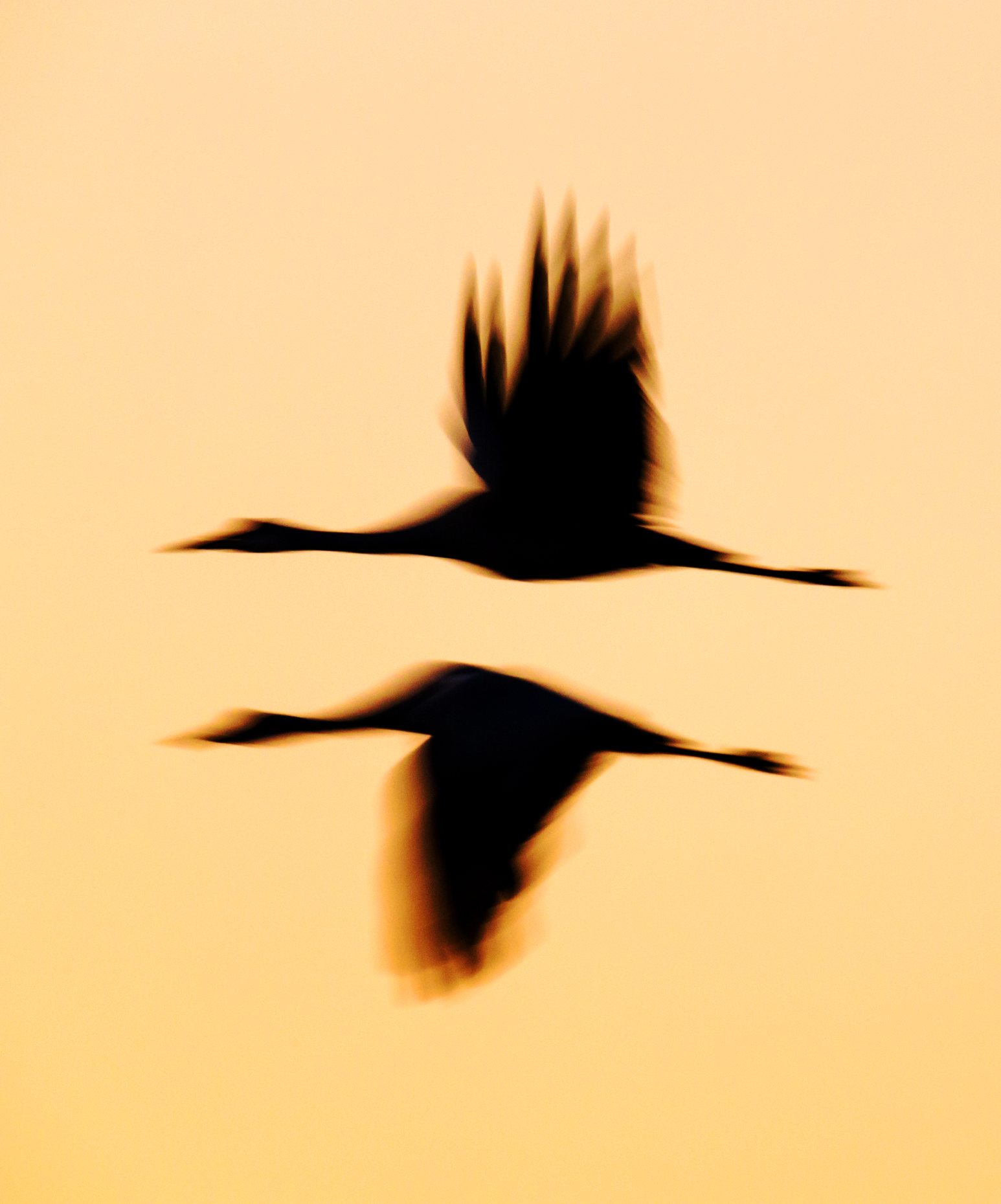 Pan - blur - motion photograph of Sandhill Cranes in flight at sunset, Monte Vista National Wildlife Refuge, Colorado, USA