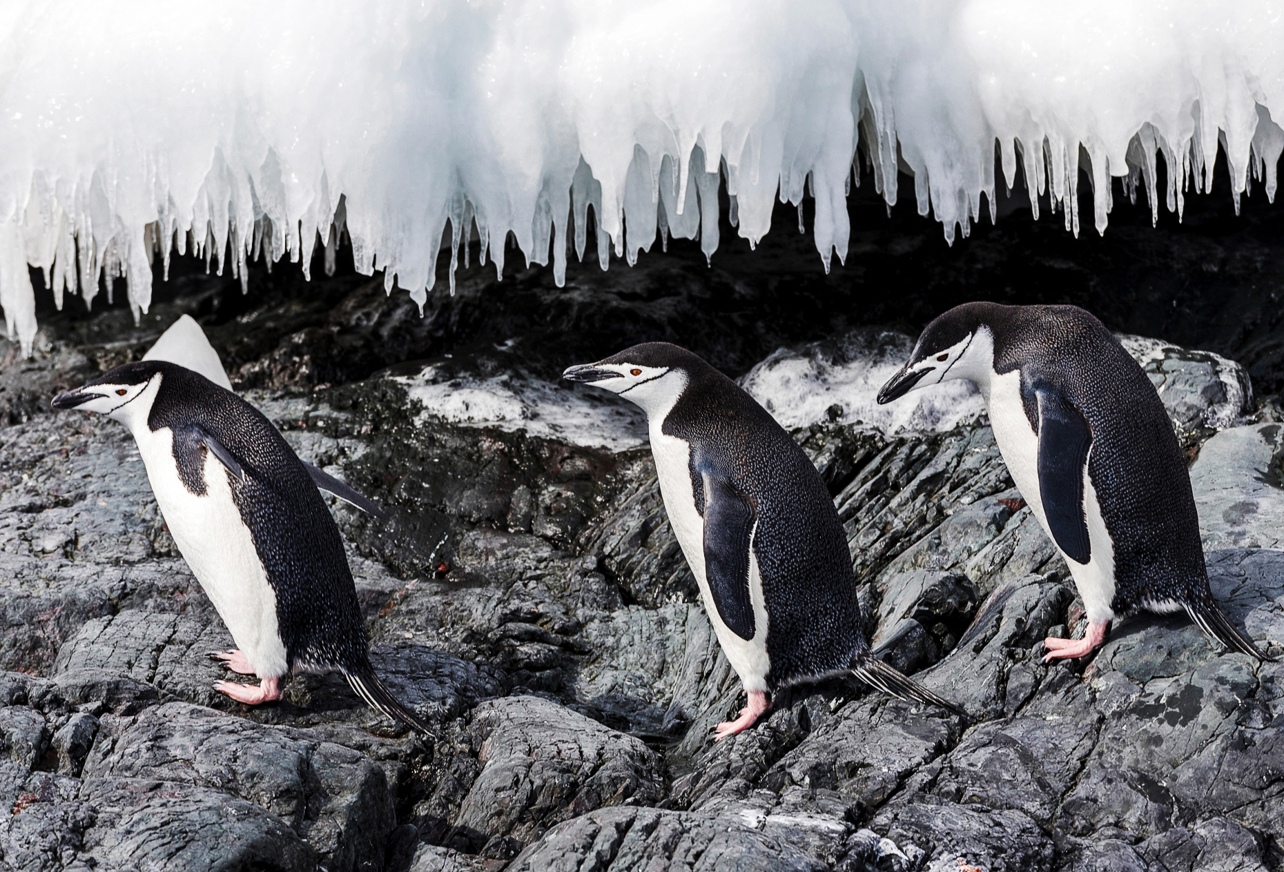 Chinstrap Penguin; Pygoscelis antarcticus; ringed penguin; bearded penguin; stonecracker penguin; Rongé Island; Arctowski Peninsula; Antarctica