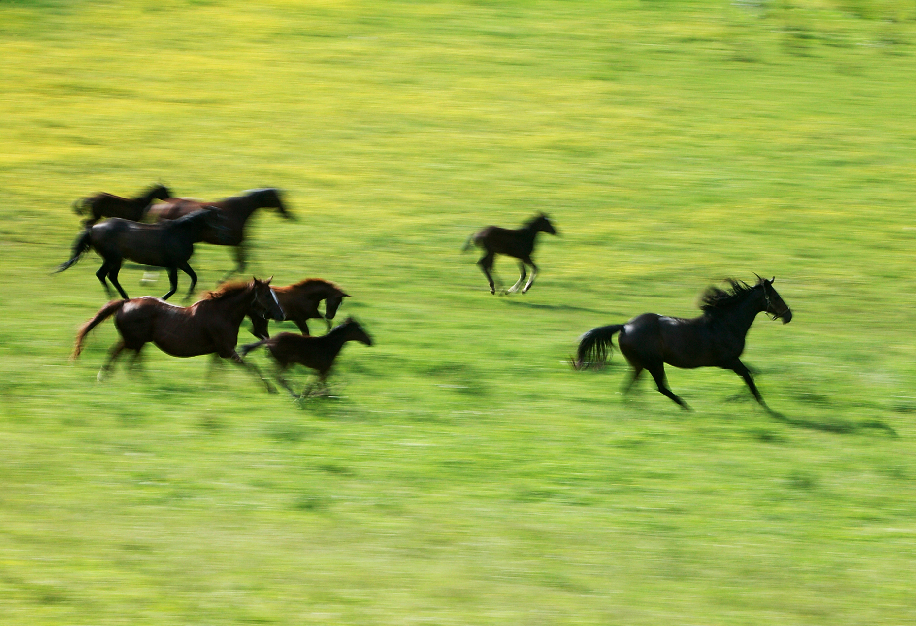 Mares and foals running in springtime at the Mau Meadows, Pennsylvania thoroughbred horse farm.
