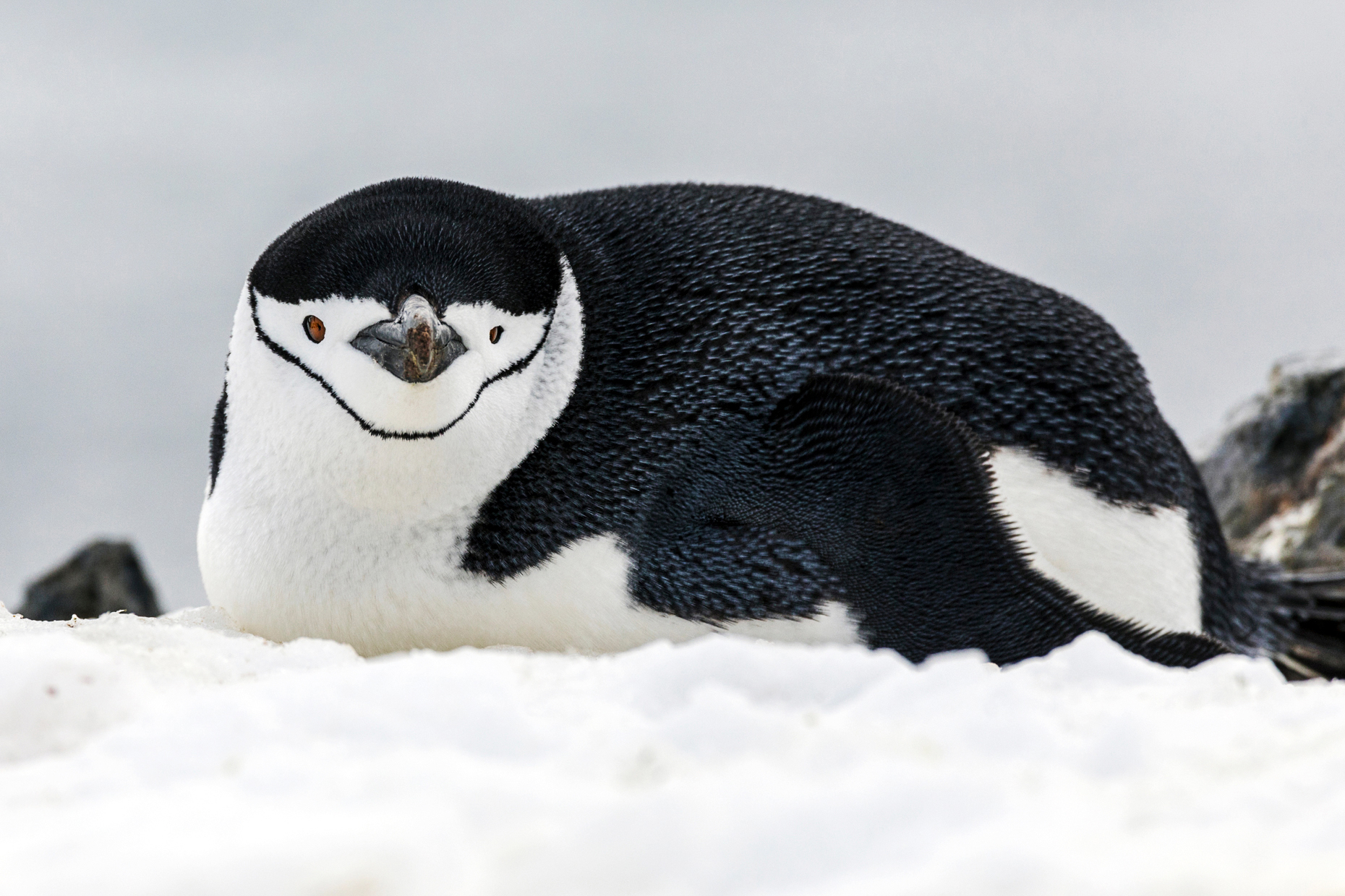 Chinstrap Penguins; Pygoscelis antarcticus; ringed penguin; bearded penguin; stonecracker penguin; Half Moon Island; Antarctica