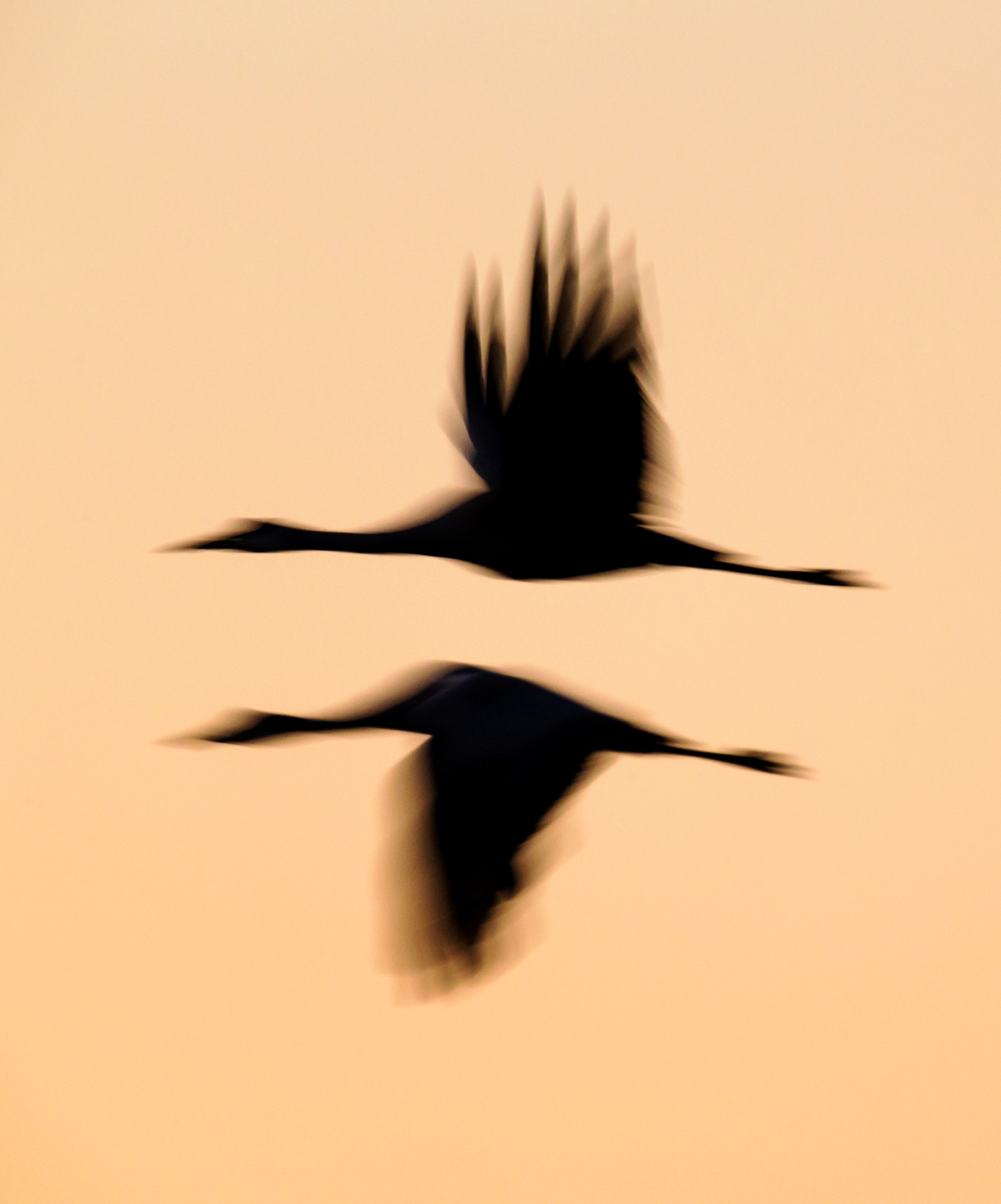 Pan - blur - motion photograph of Sandhill Cranes in flight at sunset, Monte Vista National Wildlife Refuge, Colorado, USA