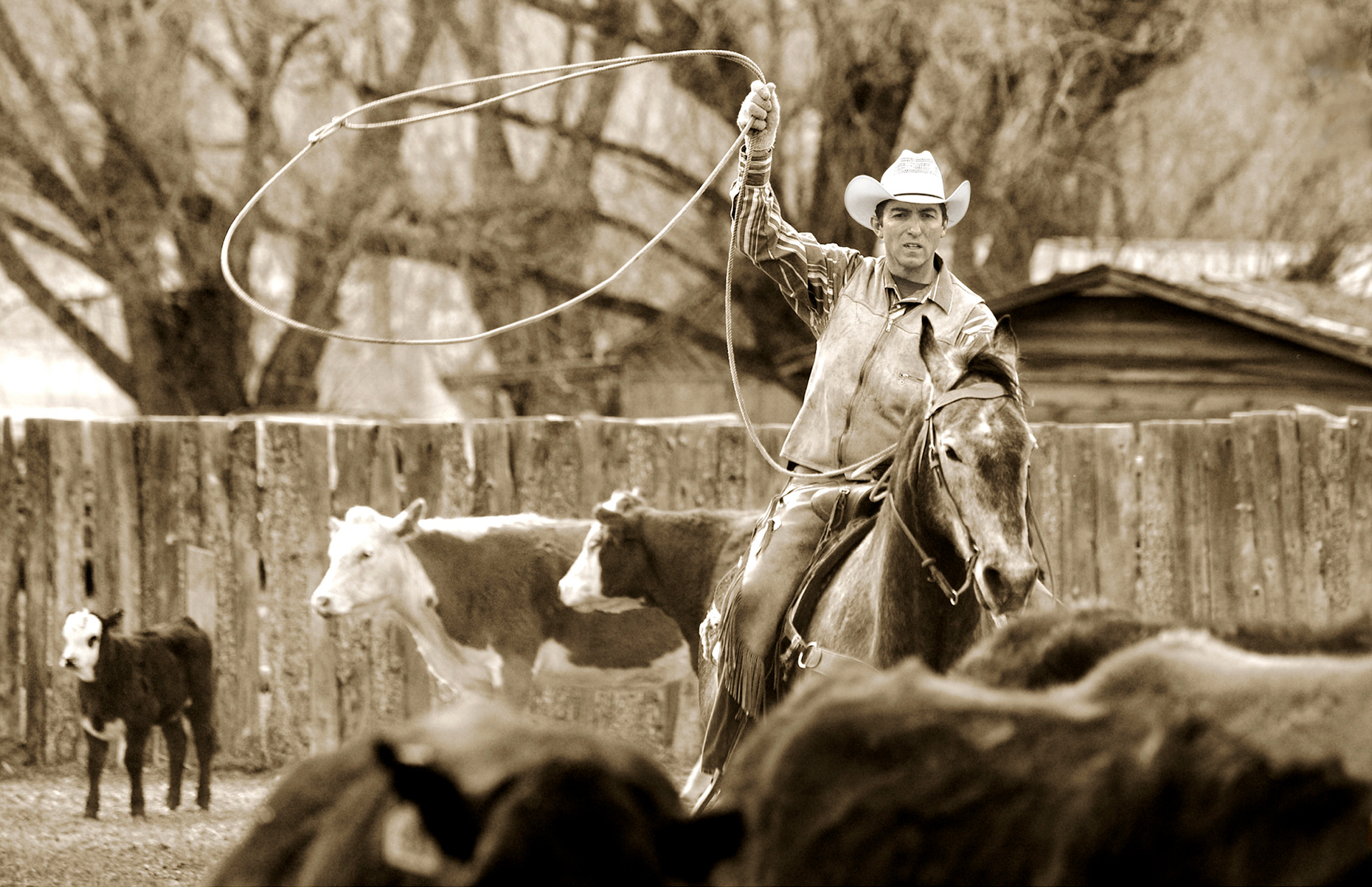Black & white view of cowboy on horseback lassoing a cow during spring branding on the Everett Ranch near Salida, Colorado, USA