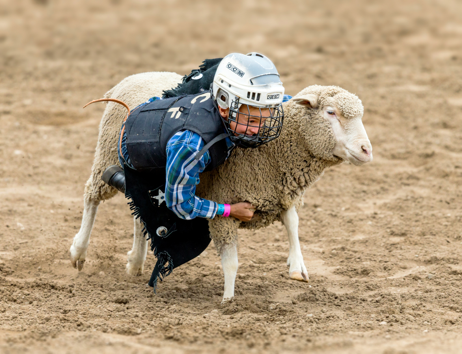 Child competes in sheep riding, mutton bustin