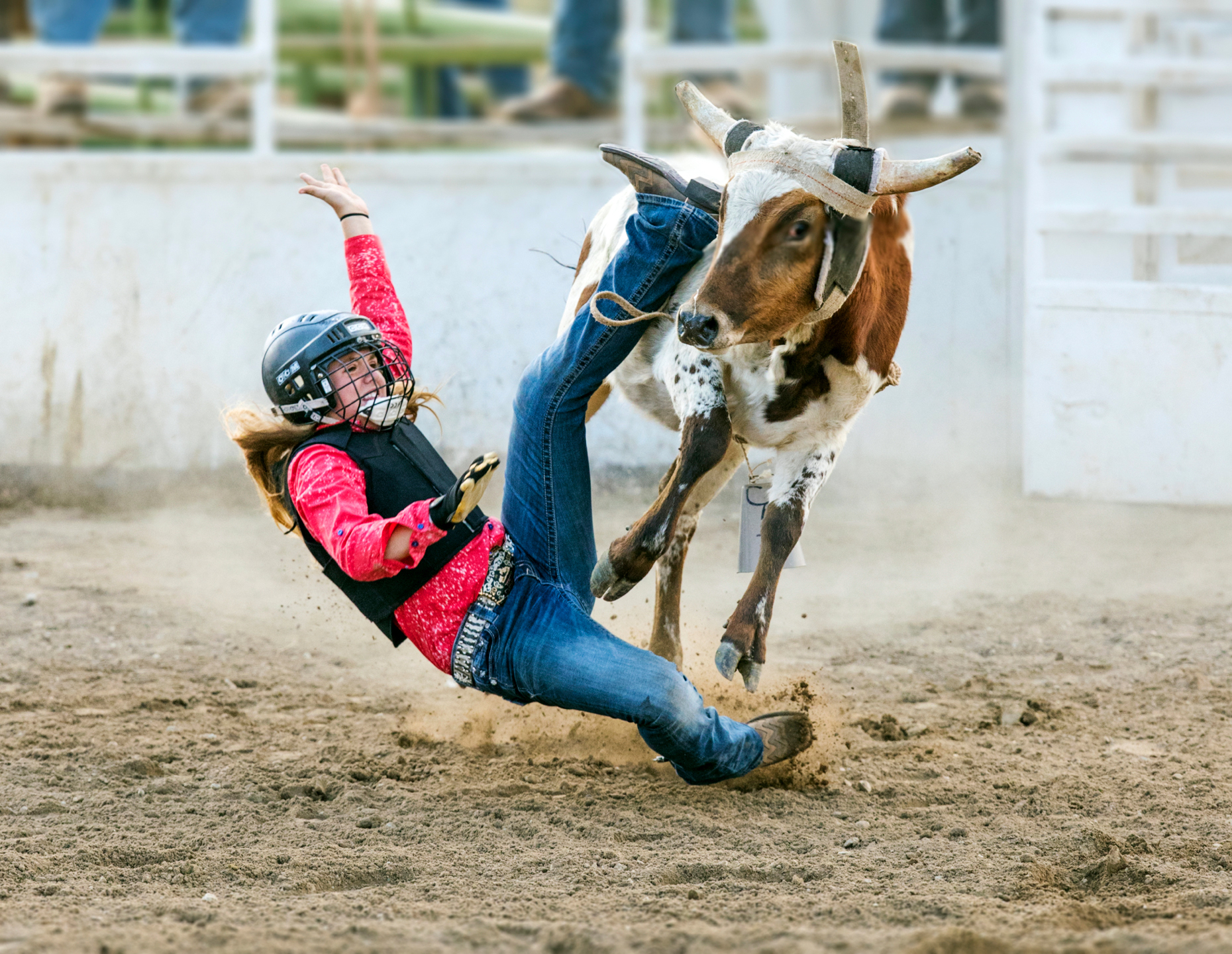 Young cowgirl riding a small bull in the Junior Steer Riding competition, Chaffee County Fair & Rodeo, Salida, Colorado, USA
