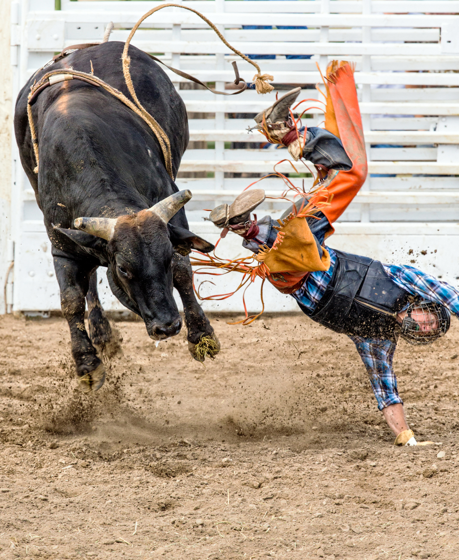 Young cowboy riding a small bull in the Junior Steer Riding competition, Chaffee County Fair & Rodeo