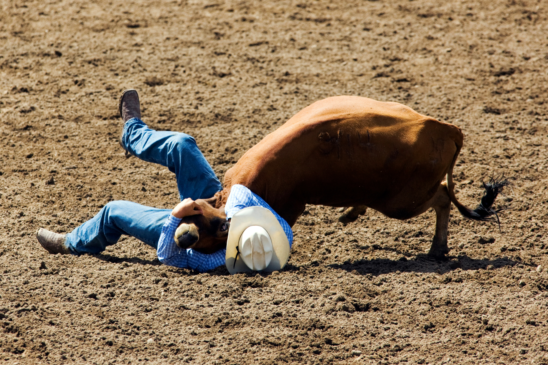 Cowboy competing in the steer wrestling event, Chaffee County Fair & Rodeo