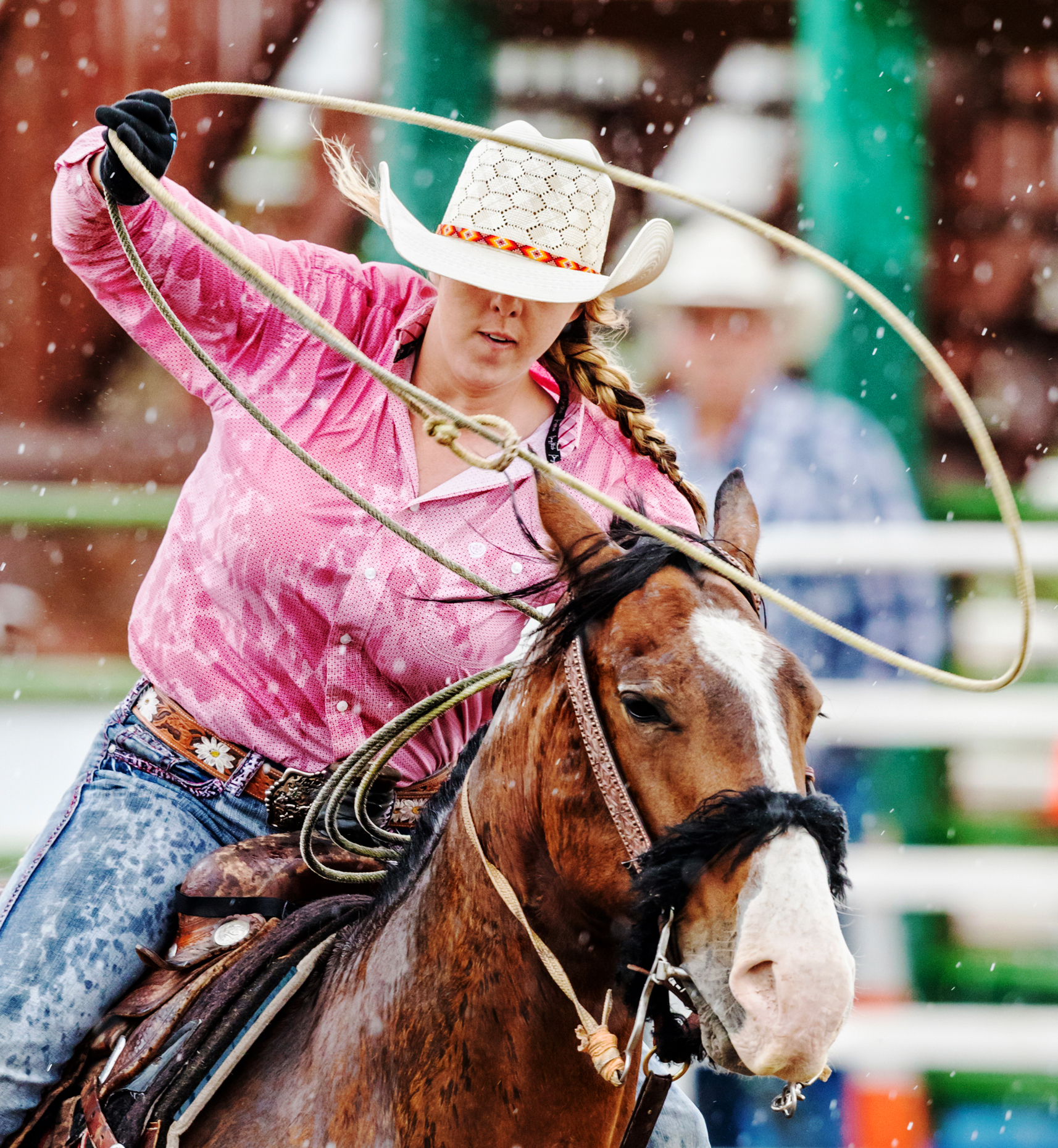 Rodeo cowgirl on horseback competing in calf roping, or tie-down roping event, Chaffee County Fair & Rodeo, Salida, Colorado, USA