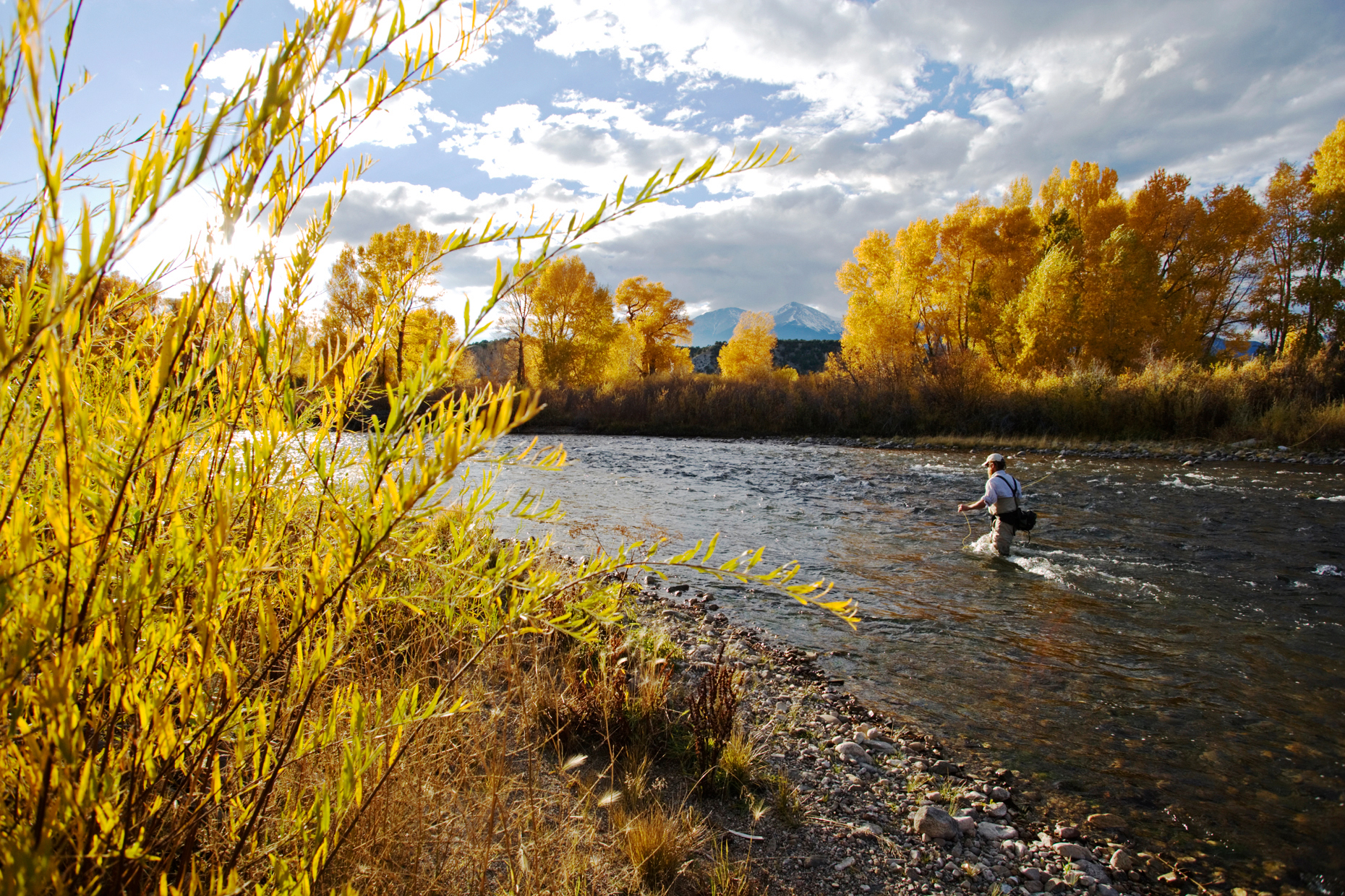 Fly fisherman casting upstream along the Arkansas River with the Colorado Rocky Mountains in the background. Autumn has turned the aspen tree leaves and grasses golden against the late afternoon sun.